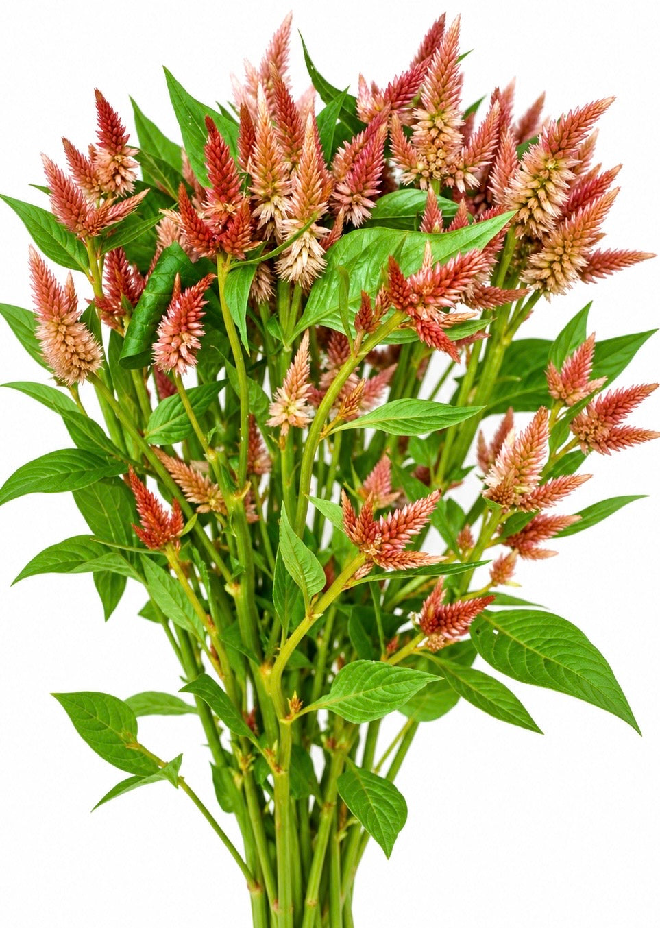Celosia Celway™ Terracotta | Celosia spicata | Fiore reciso