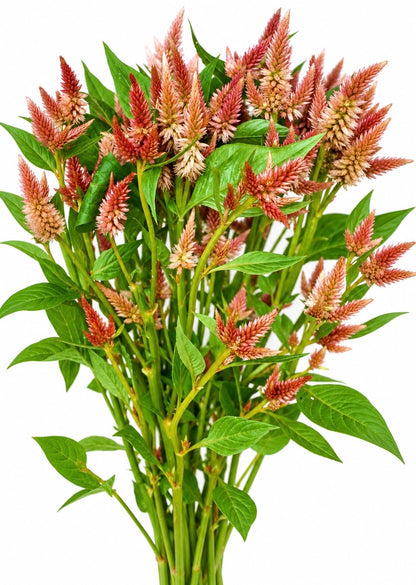 Celosia Celway™ Terracotta | Celosia spicata | Fiore reciso