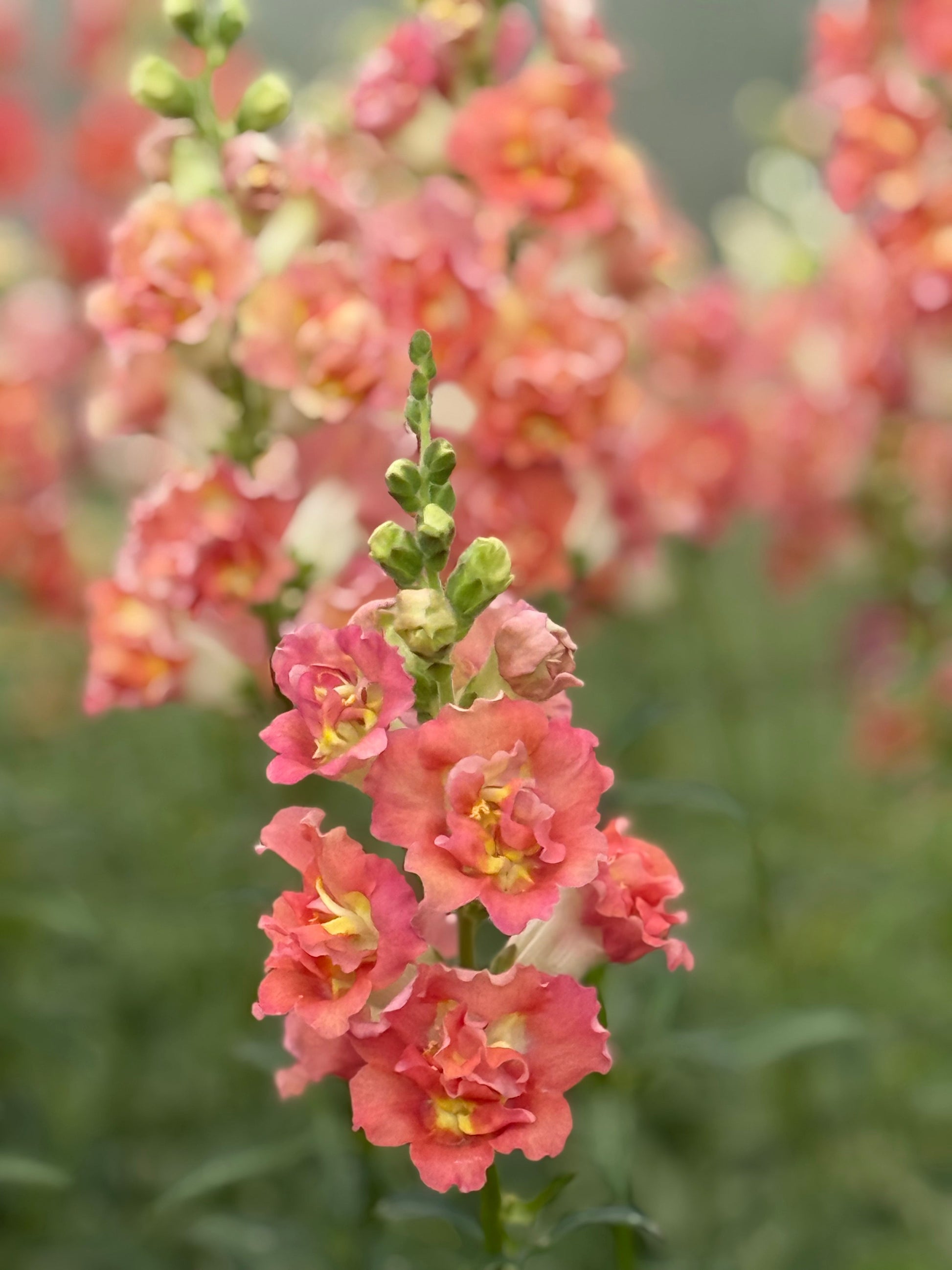 Snapdragon Madame Butterfly™ Bronze/White | Group 3,4 | Antirrhinum majus therapyofflowers.com