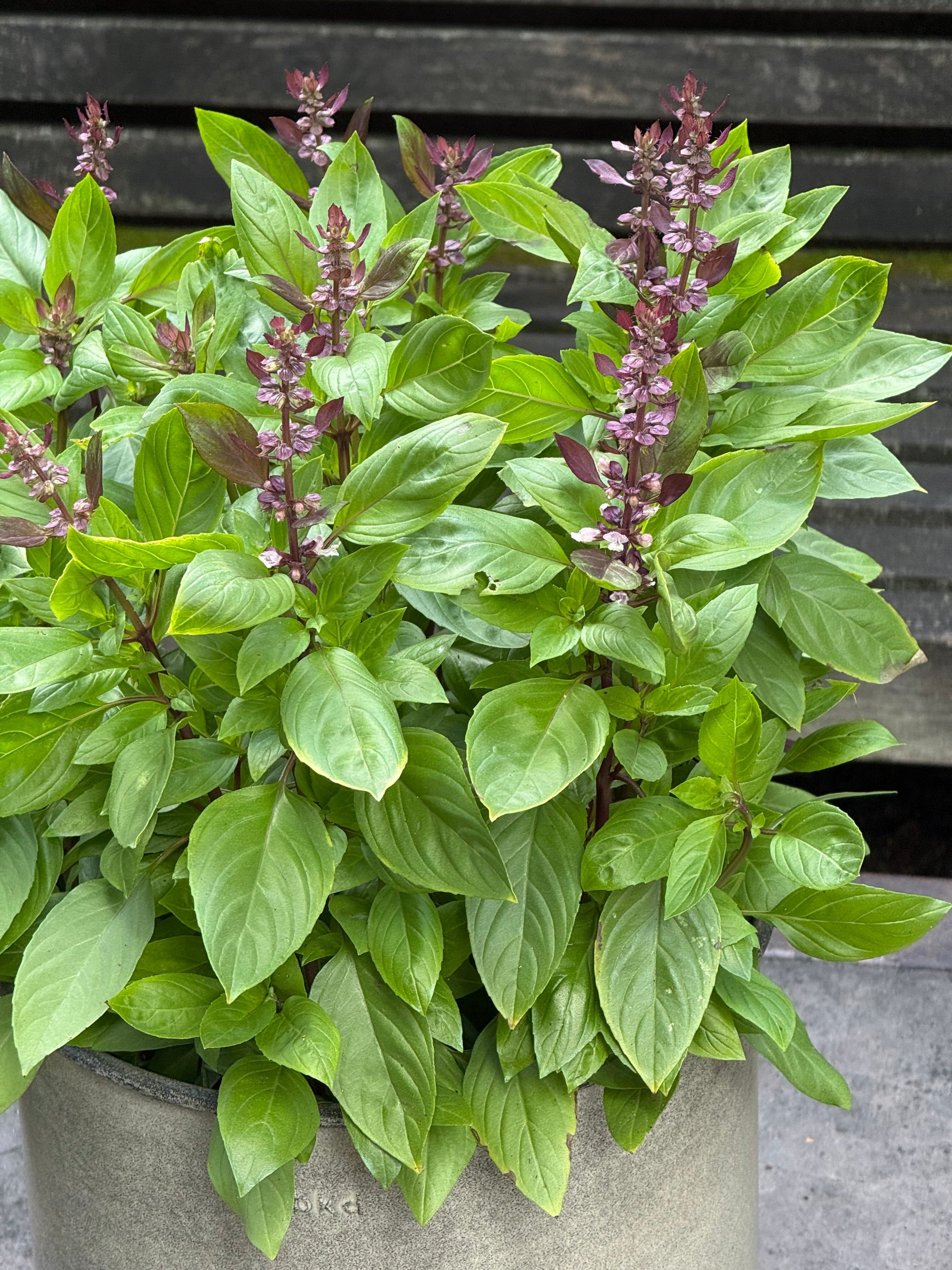 Ocimum basilicum Spice Boys Queen Of Sheba | Intense Purple Flowers therapyofflowers.com