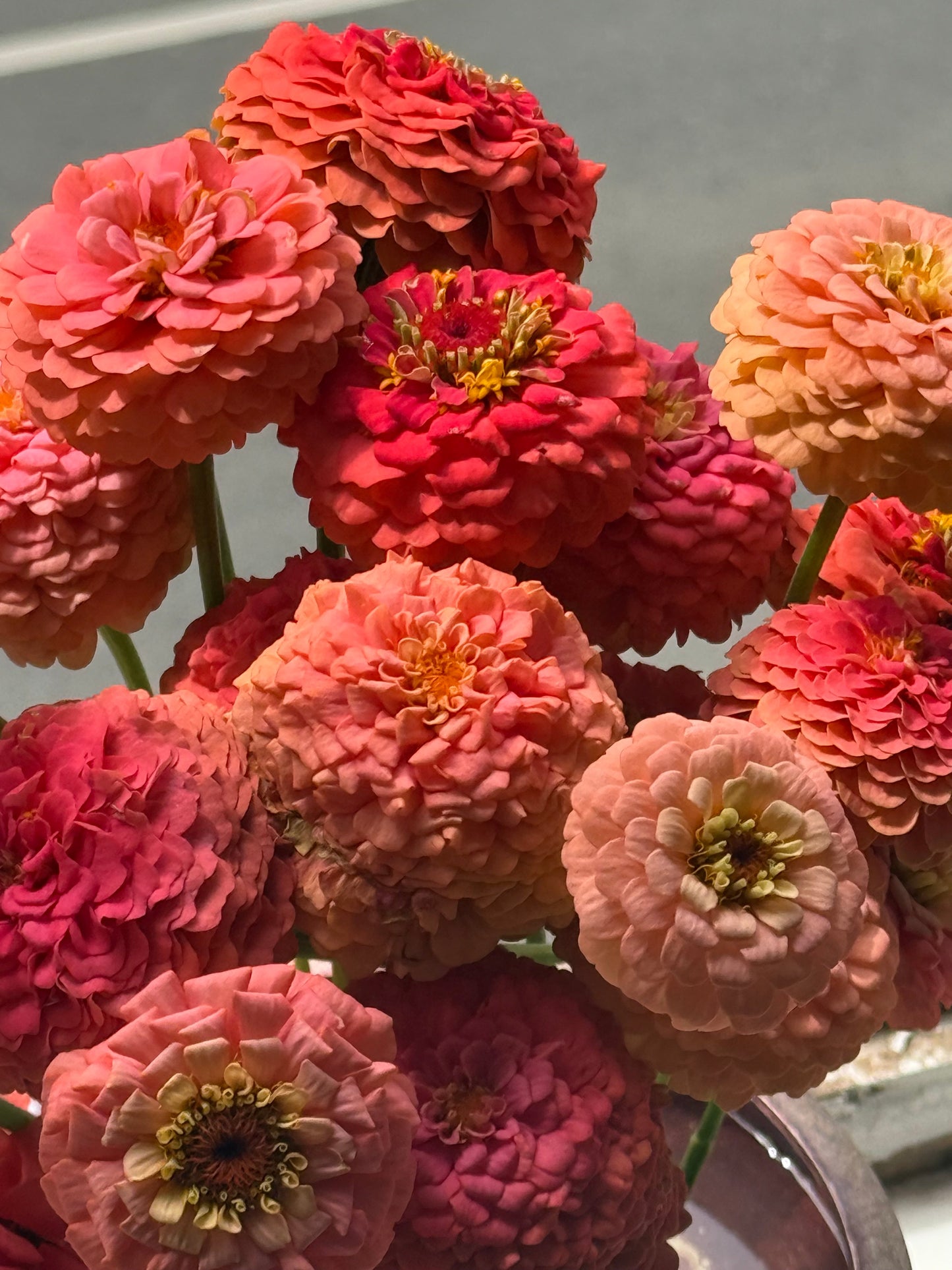 Zinnia elegans OKLAHOMA Salmon | Cut Flower Zinnia therapyofflowers.com