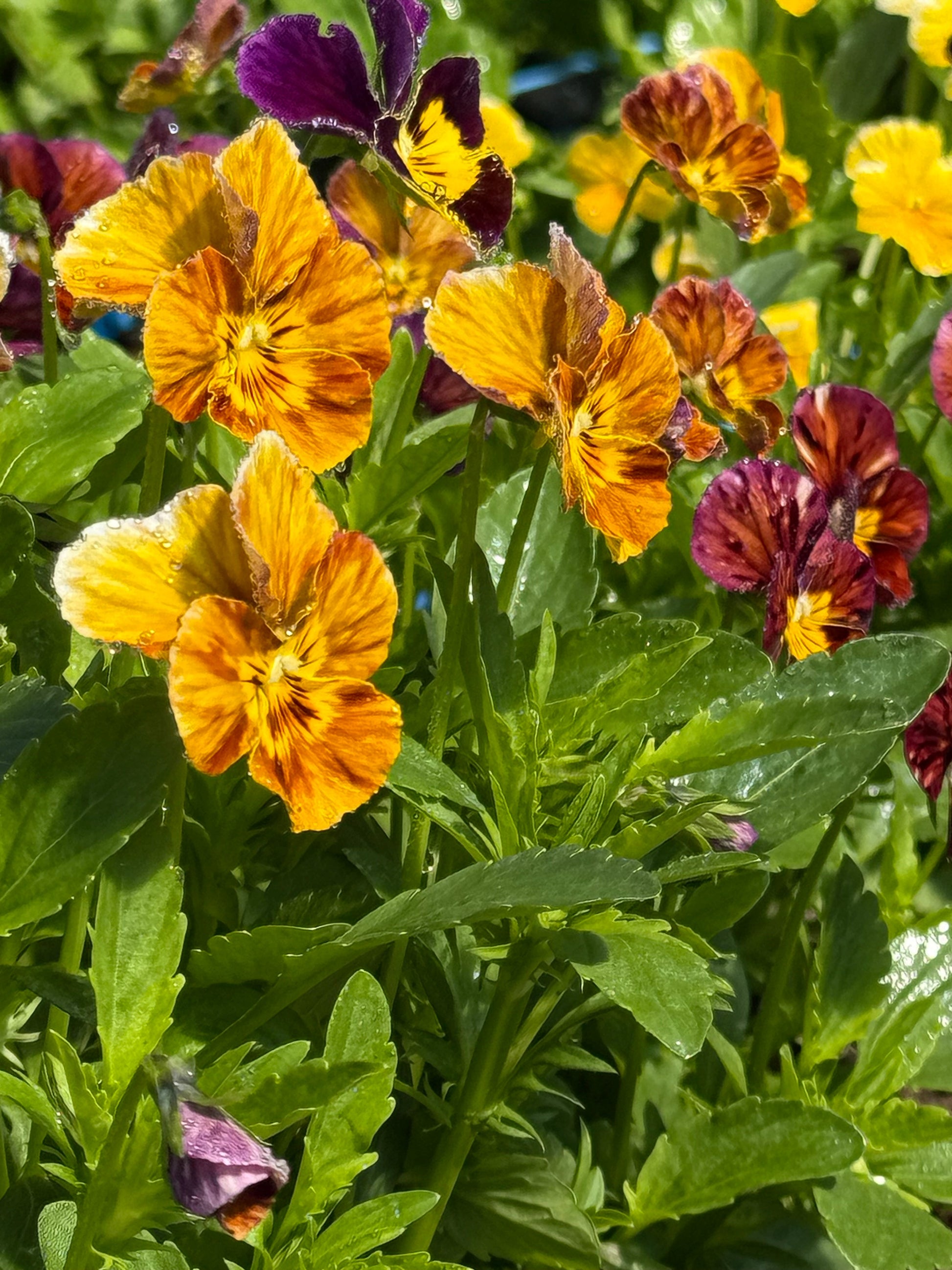 Viola cornuta Brush Strokes | Horned Pansy | Historic Striped Violas therapyofflowers.com