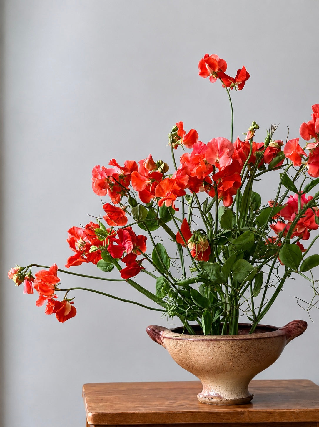 Lathyrus odoratus Spring Sunshine Orange | Sweet Pea therapyofflowers.com