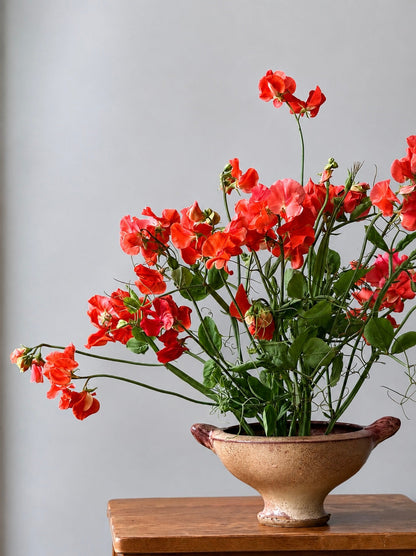 Lathyrus odoratus Spring Sunshine Orange | Sweet Pea therapyofflowers.com