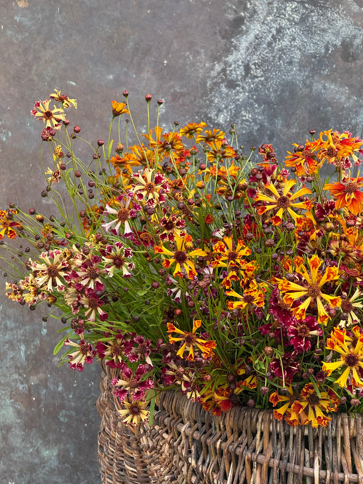 Coreopsis x hybrida Incredible! Sea Shells mix | Tickseed therapyofflowers.com