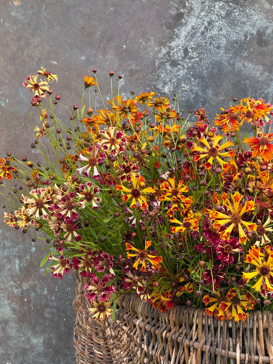 Coreopsis x hybrida Incredible! Sea Shells mix | Tickseed therapyofflowers.com
