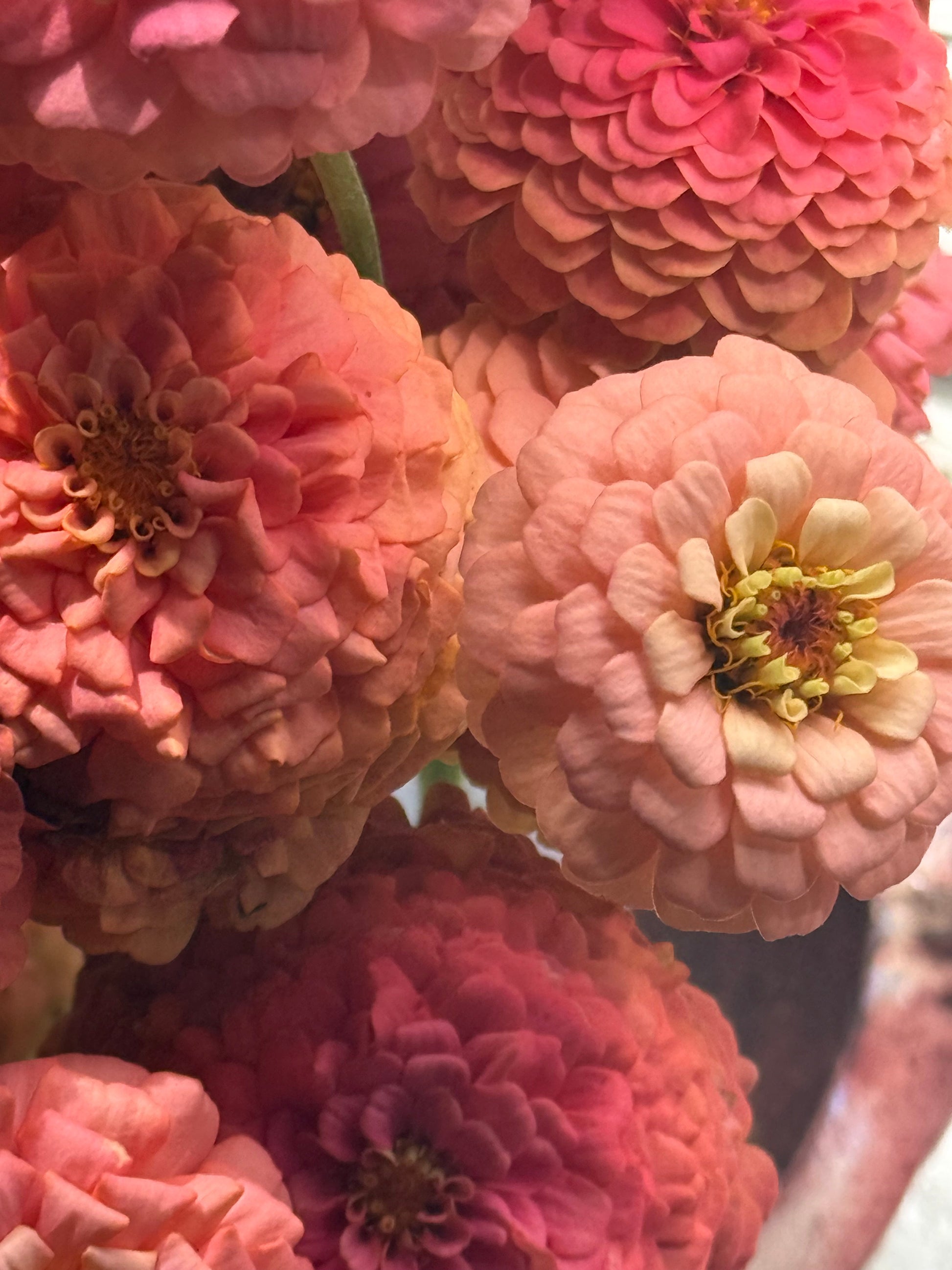 Zinnia elegans OKLAHOMA Salmon | Cut Flower Zinnia therapyofflowers.com