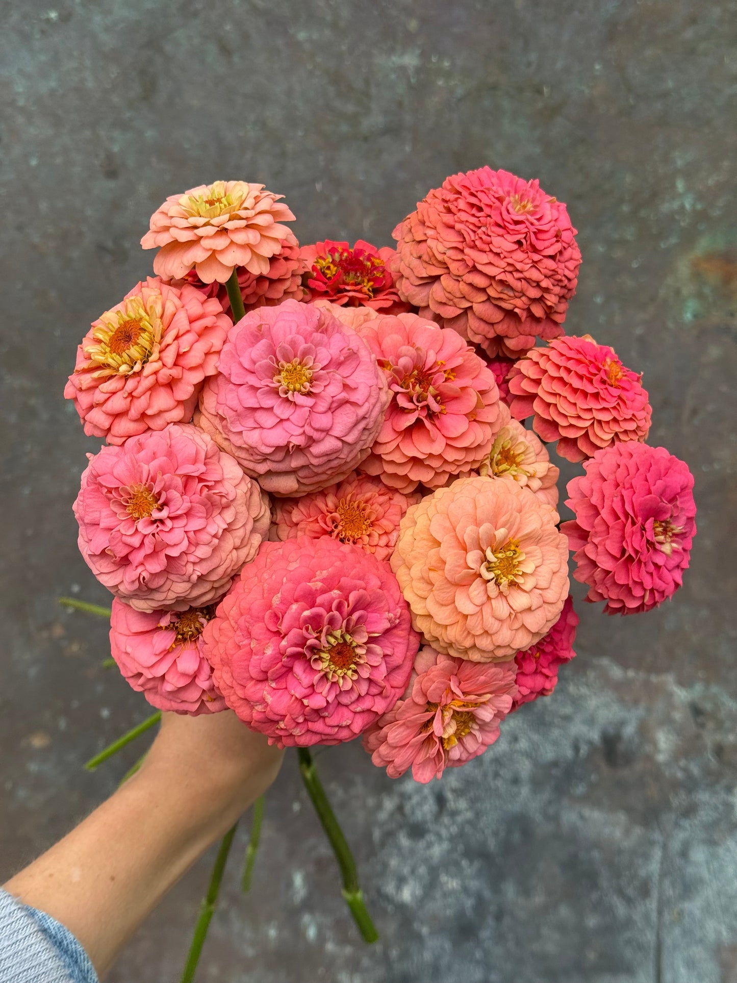 Zinnia elegans OKLAHOMA Salmon | Cut Flower Zinnia therapyofflowers.com