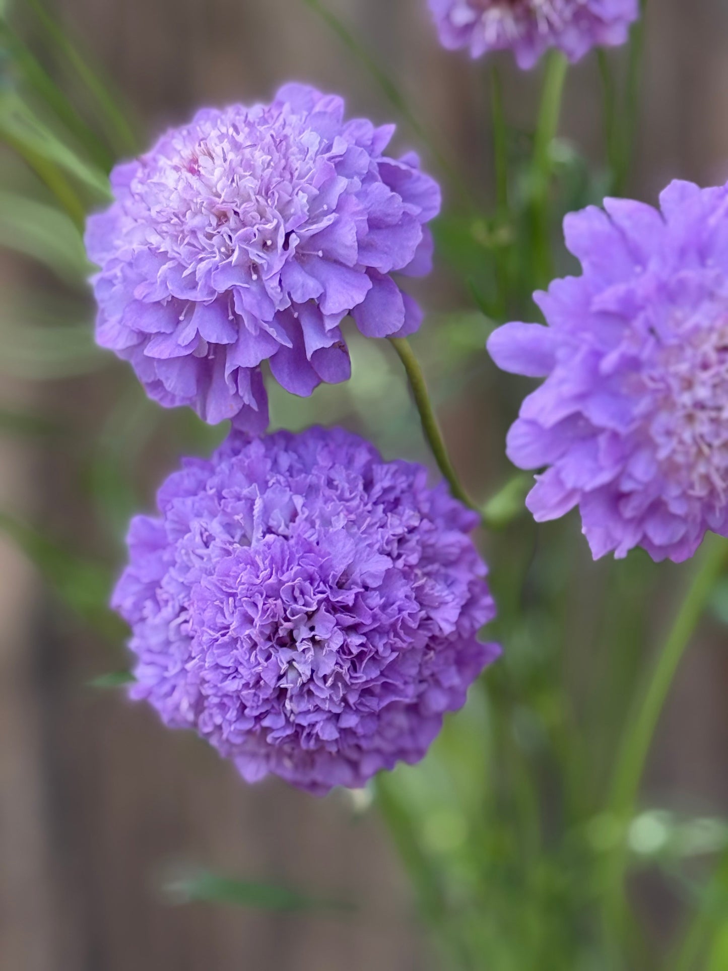 Scabiosa atropurpurea Oxford Blue | Sweet Scabious | Pincushion Flower therapyofflowers.com
