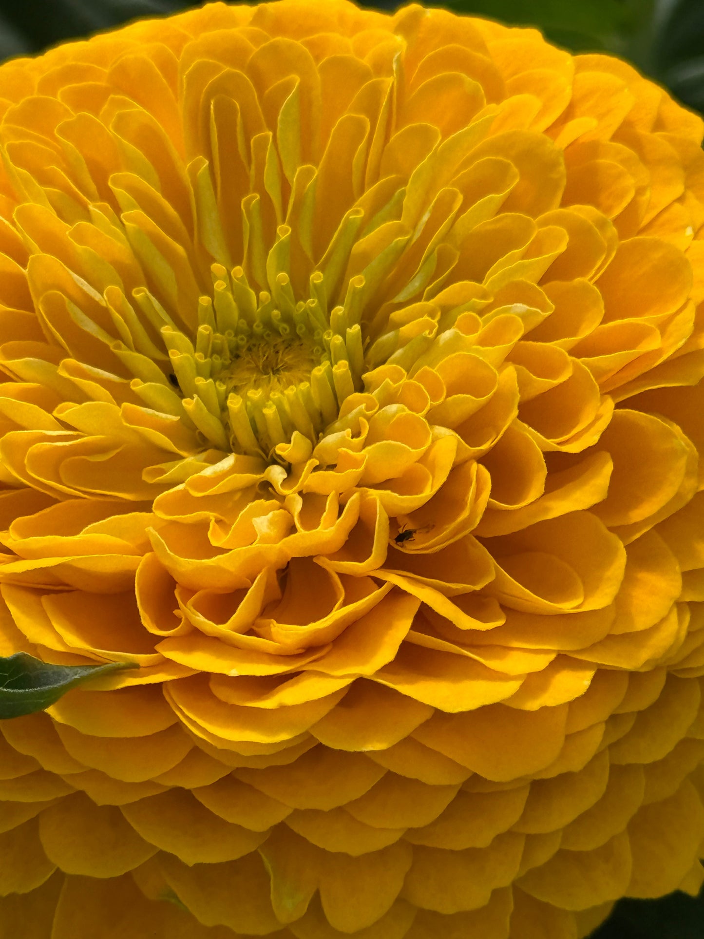 Zinnia elegans Benary's Giant Golden Yellow therapyofflowers.com