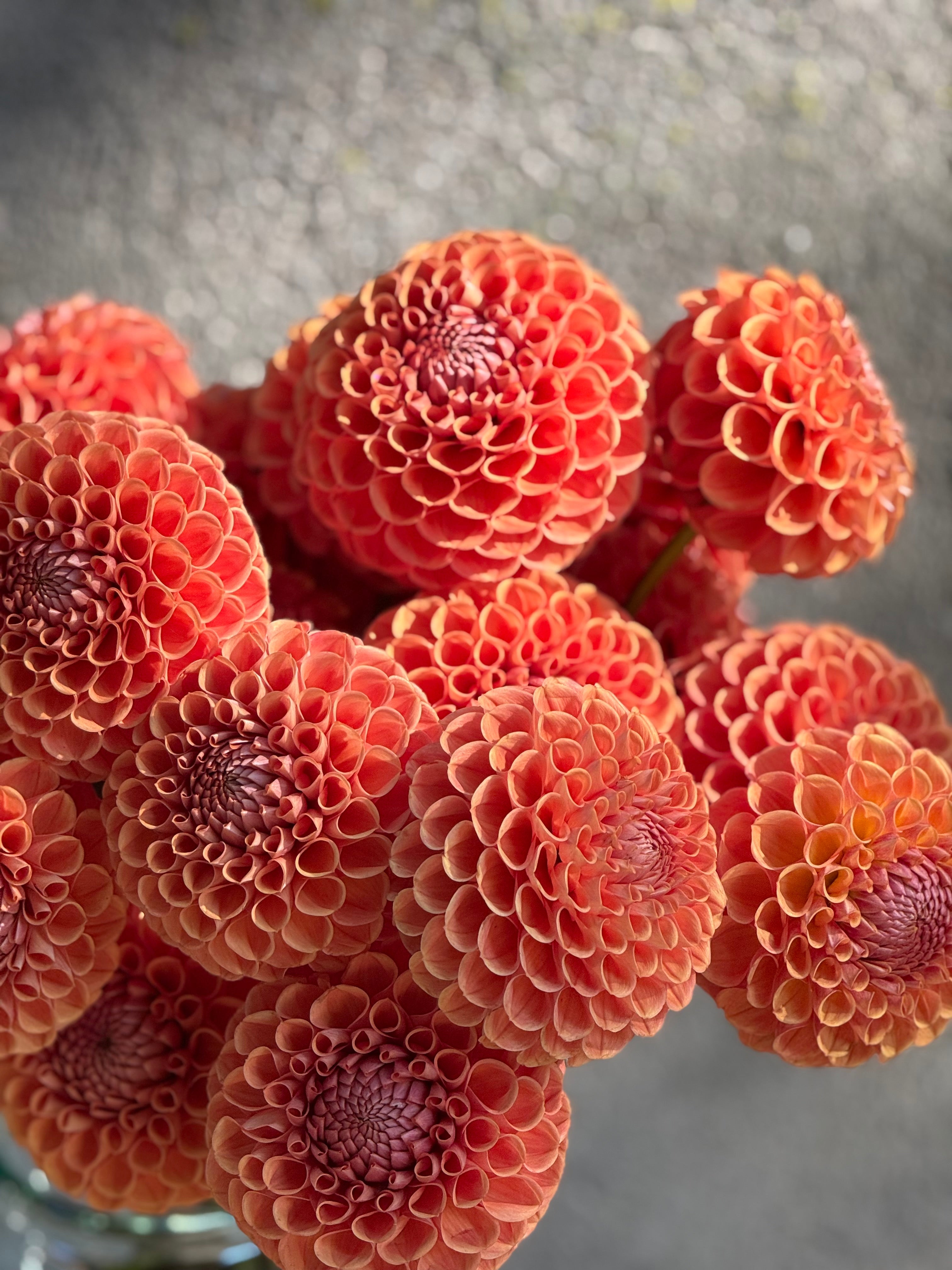 Dahlia 'Cornel' Tuber – Crimson Ball Dahlia | Bred by Cor