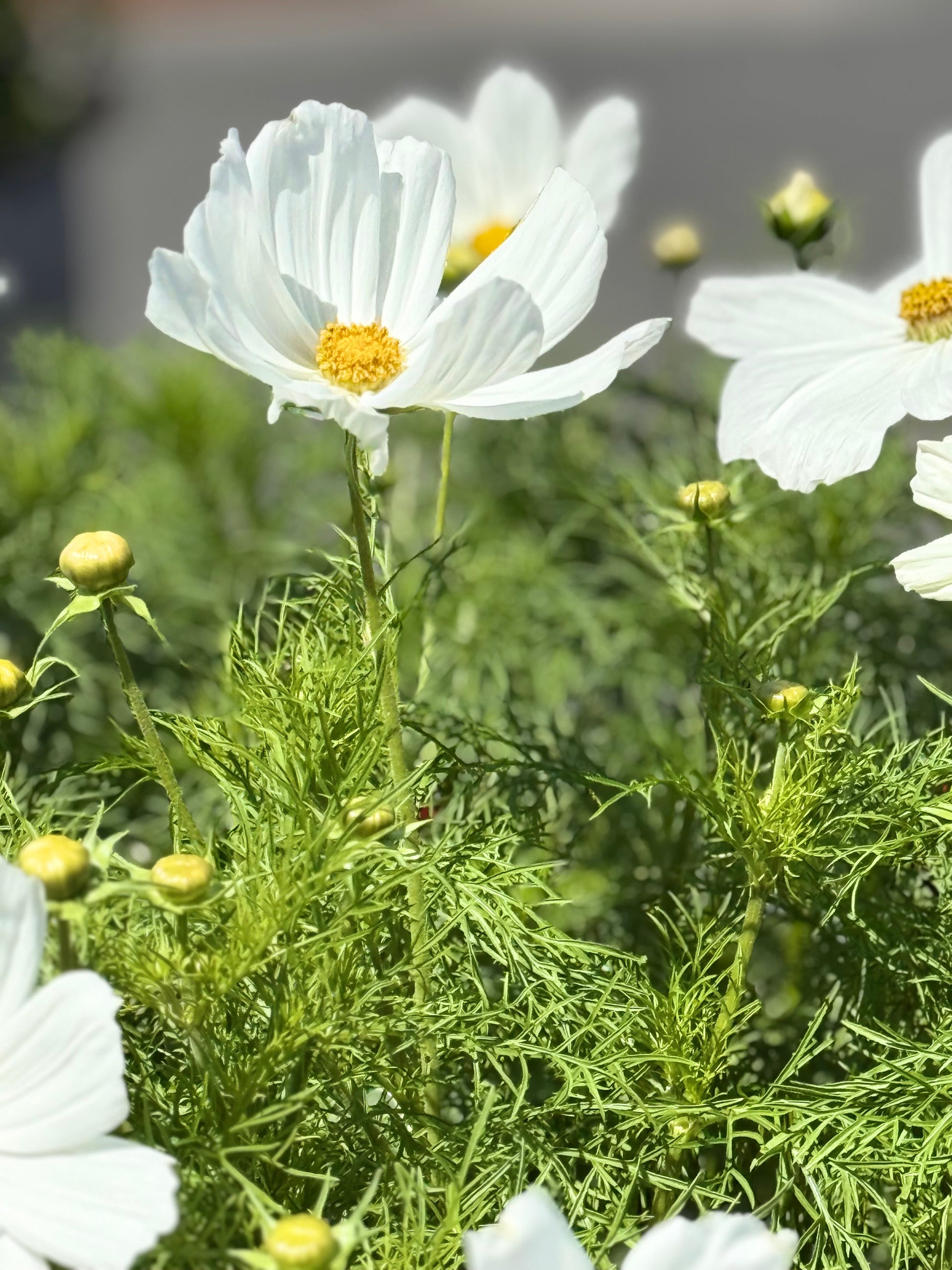 Cosmos bipinnatus Sonata™ White | Compact Pot Flower therapyofflowers.com