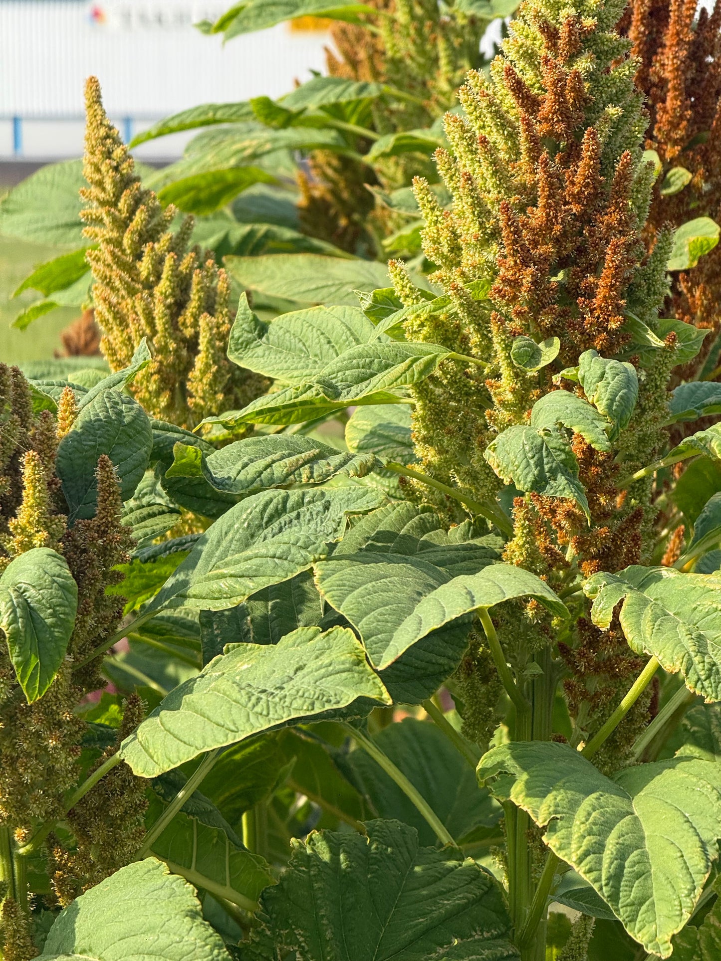 Amaranthus cruentus Autumn's touch therapyofflowers.com