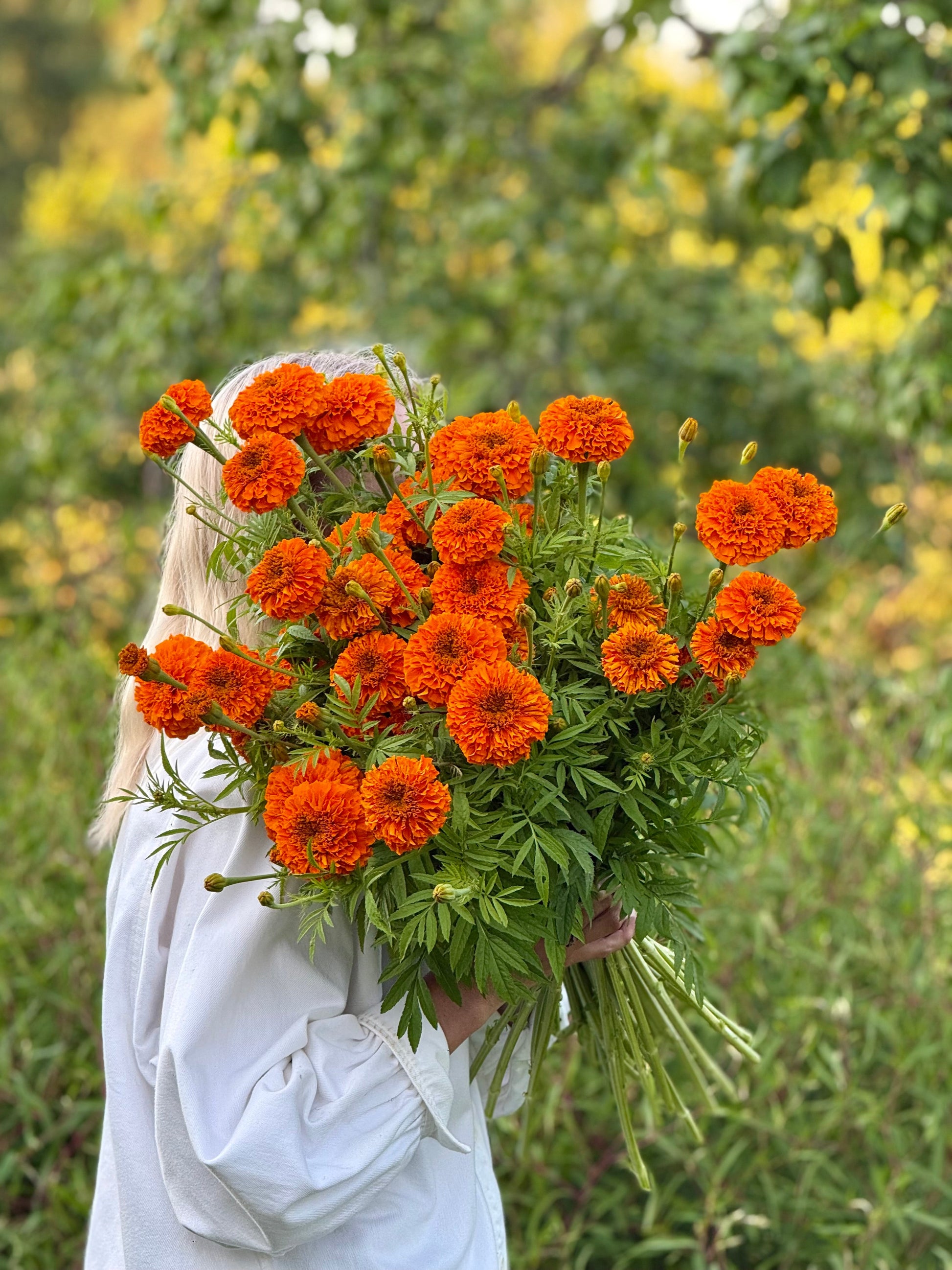 Tagetes erecta Coco™ Deep Orange F1 | African Marigold | Cut Flower therapyofflowers.com
