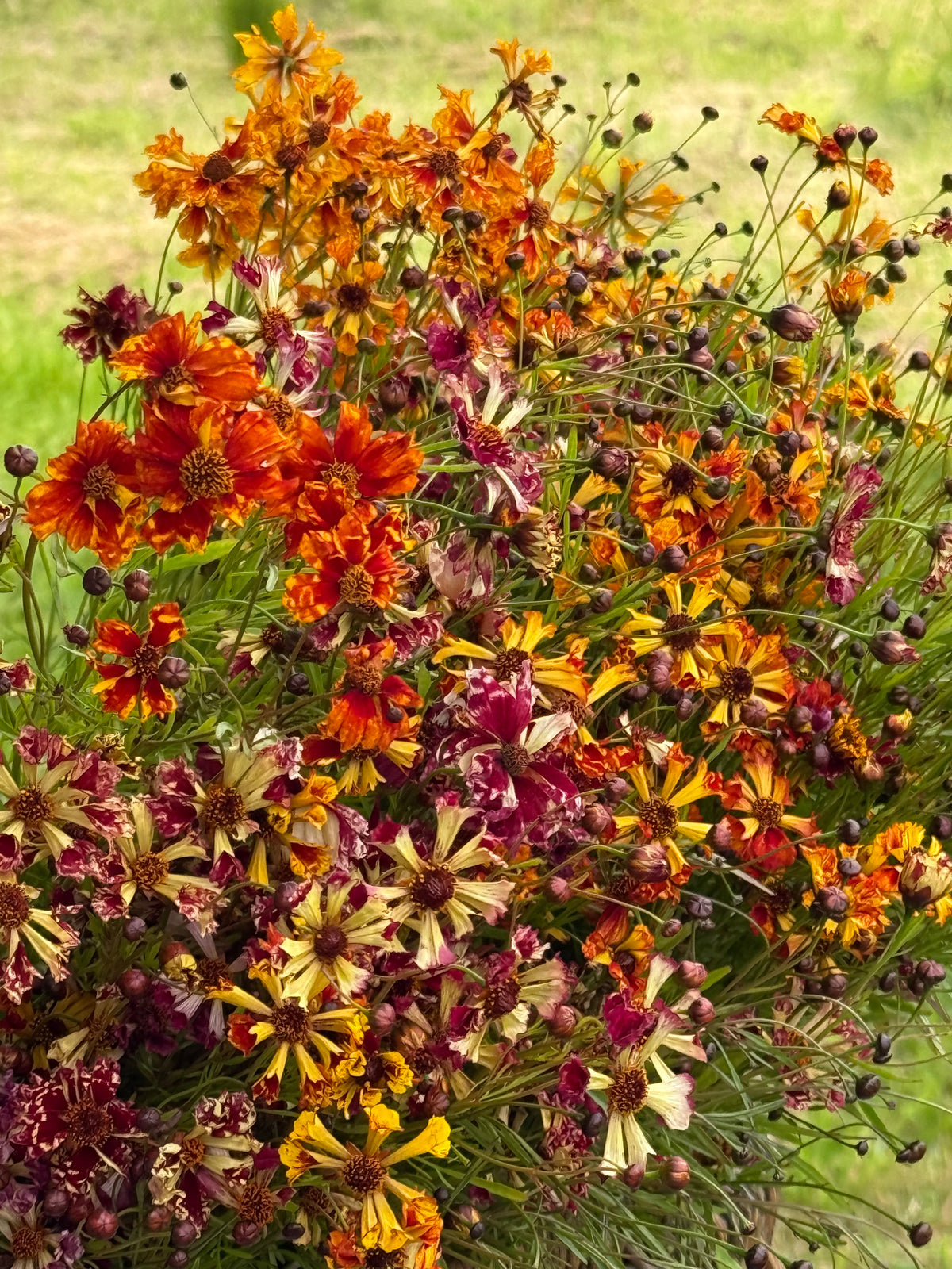 Coreopsis x hybrida Incredible! Sea Shells mix | Tickseed therapyofflowers.com