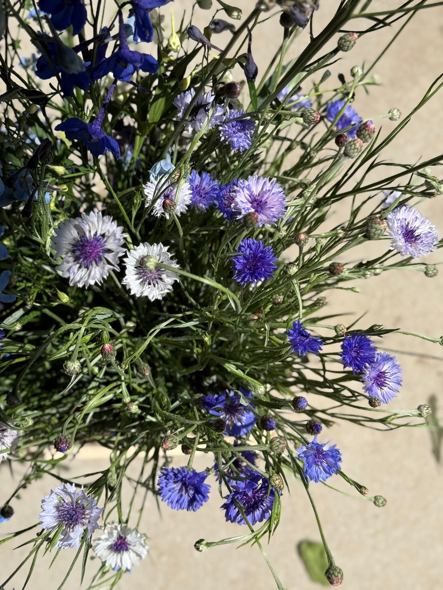 Centaurea cyanus Classic Fantastic | Cornflower therapyofflowers.com
