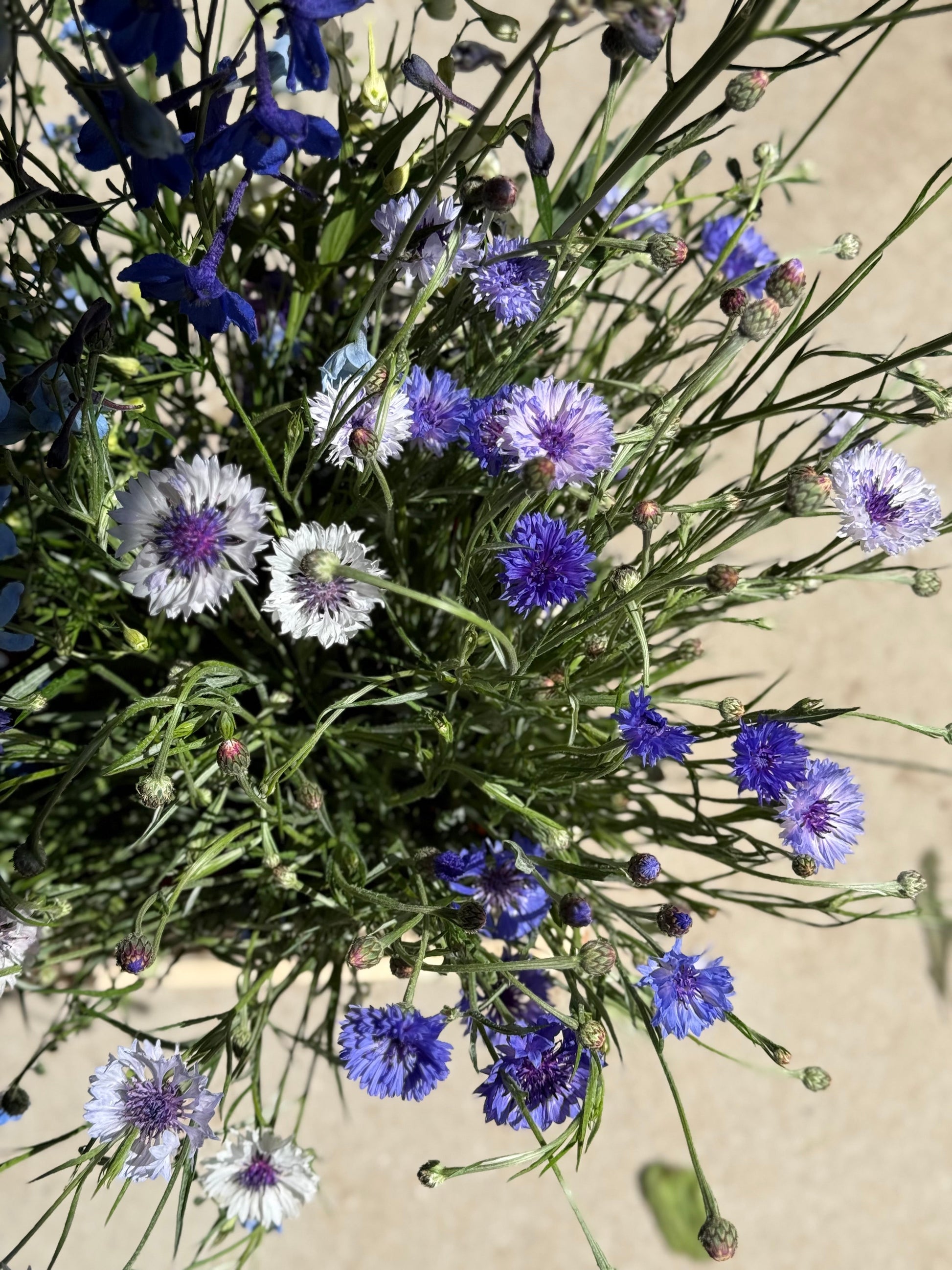Centaurea cyanus Classic Fantastic | Cornflower therapyofflowers.com