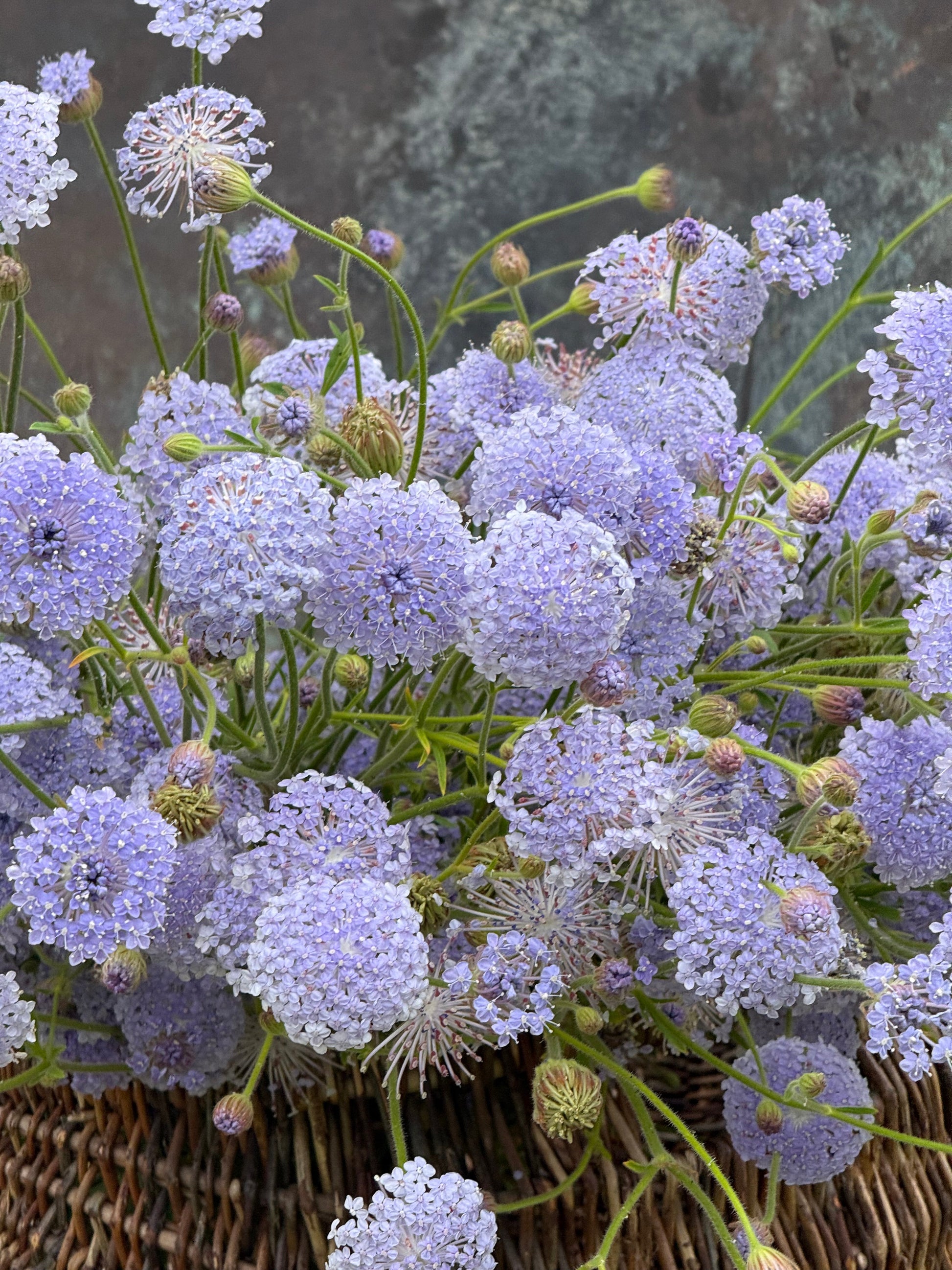 Trachymene coerulea Lavender Blue | Lace Flower | Didiscus therapyofflowers.com
