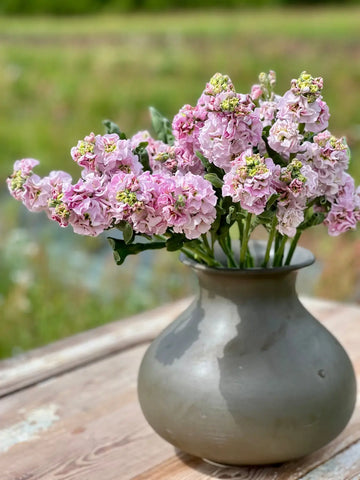 Top 10 Easy-to-Grow Cut Flowers for Your Garden