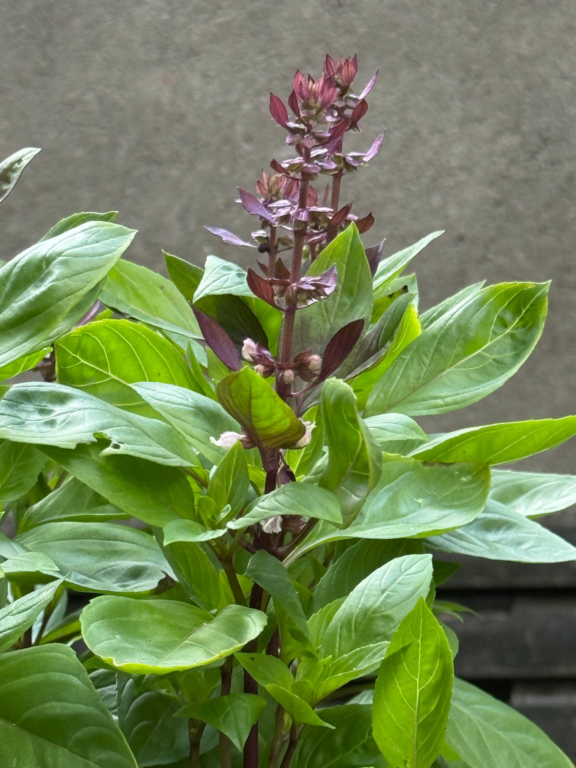 Ocimum basilicum Spice Boys Queen Of Sheba | Intense Purple Flowers therapyofflowers.com