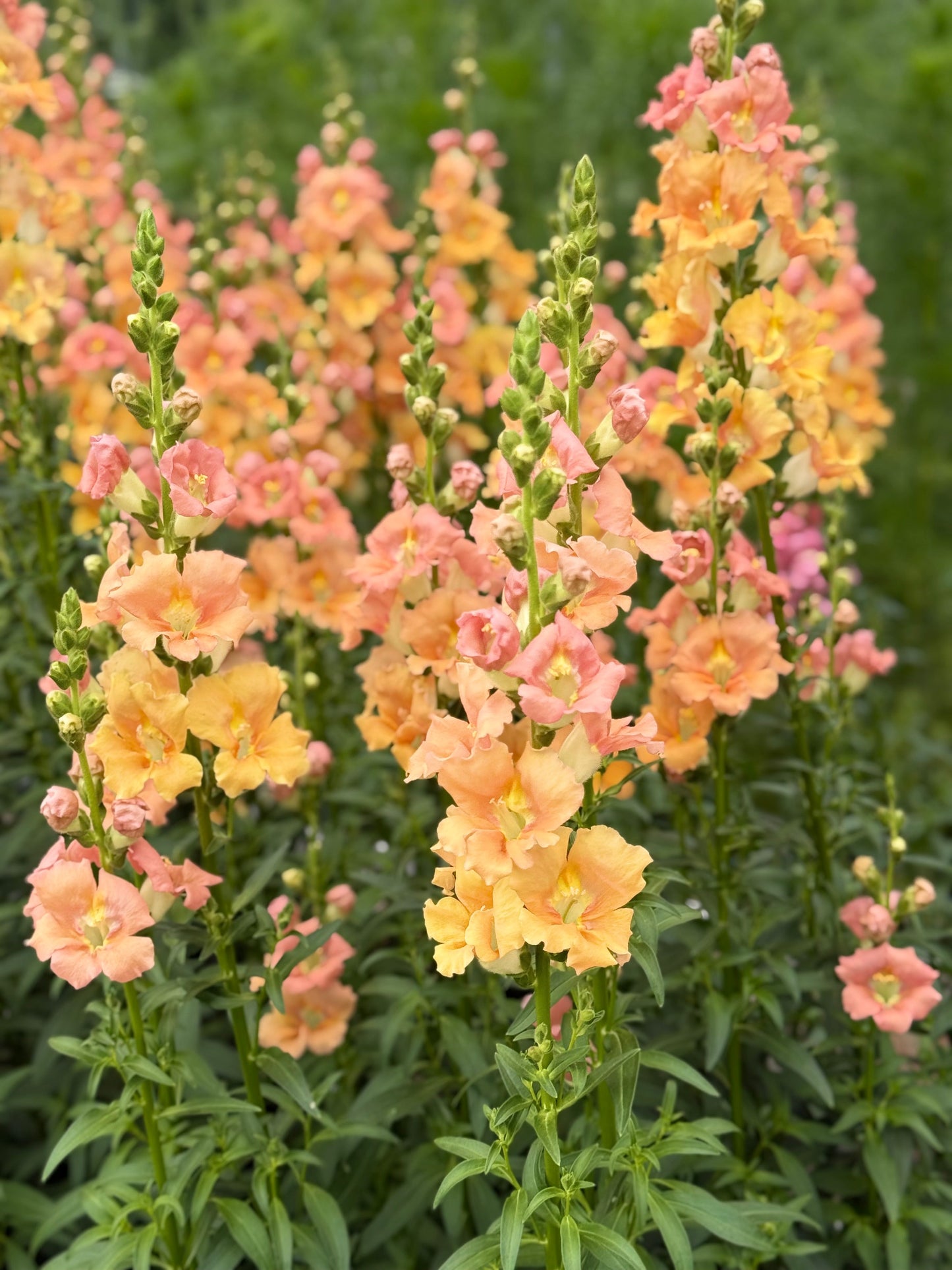 Snapdragon ‘Chantilly™ Salmon’ F1 | Group 1, 2 | Antirrhinum majus | Butterfly-Type therapyofflowers.com