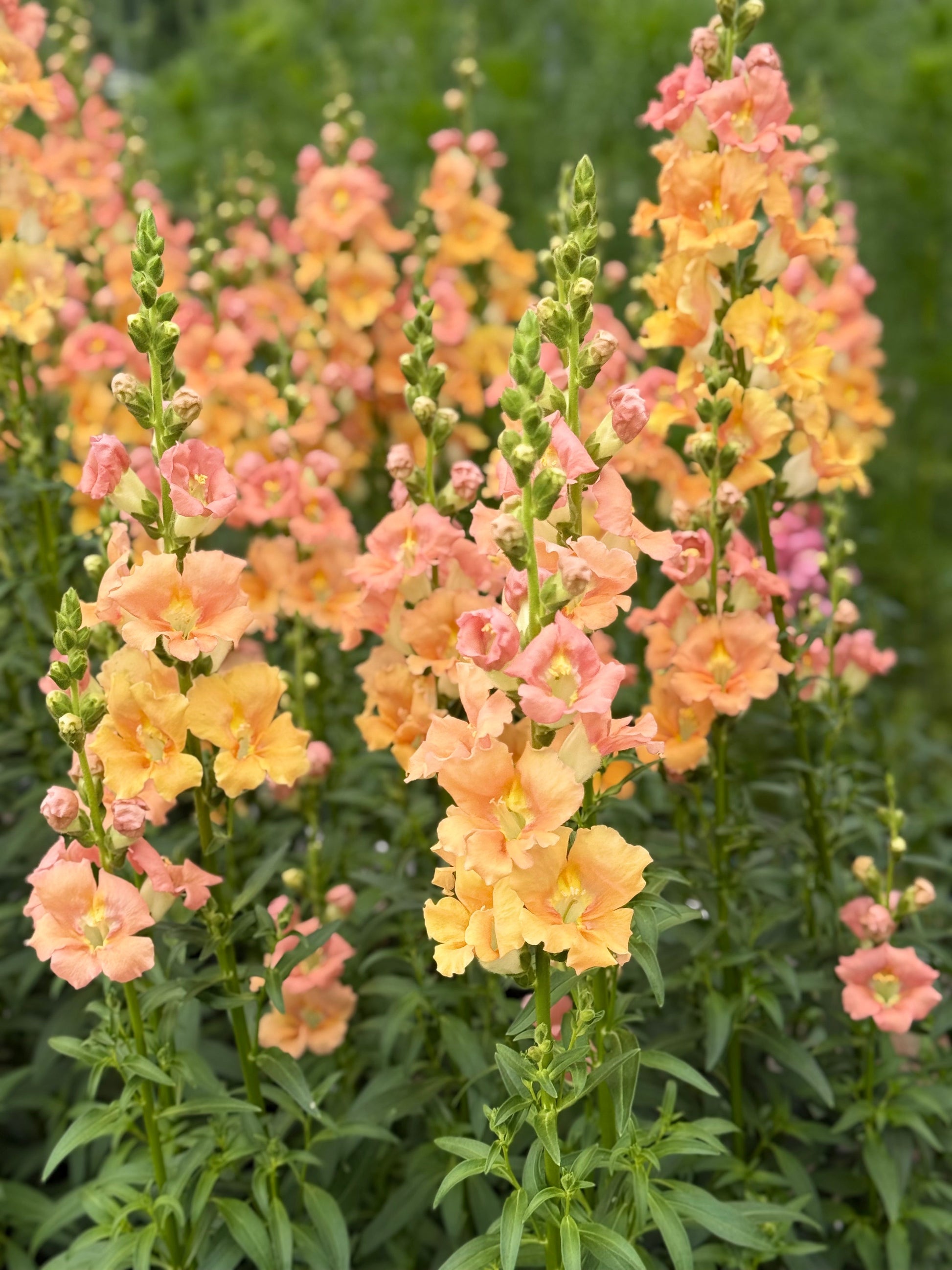 Snapdragon ‘Chantilly™ Salmon’ F1 | Group 1, 2 | Antirrhinum majus | Butterfly-Type therapyofflowers.com