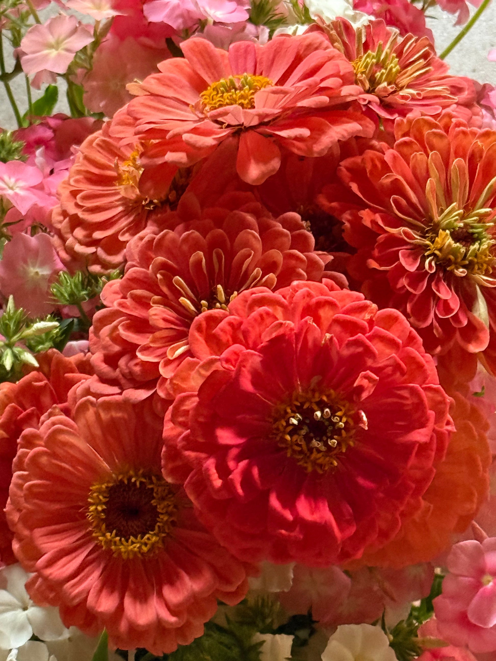 Zinnia elegans Benary's Giant Salmon Rose therapyofflowers.com
