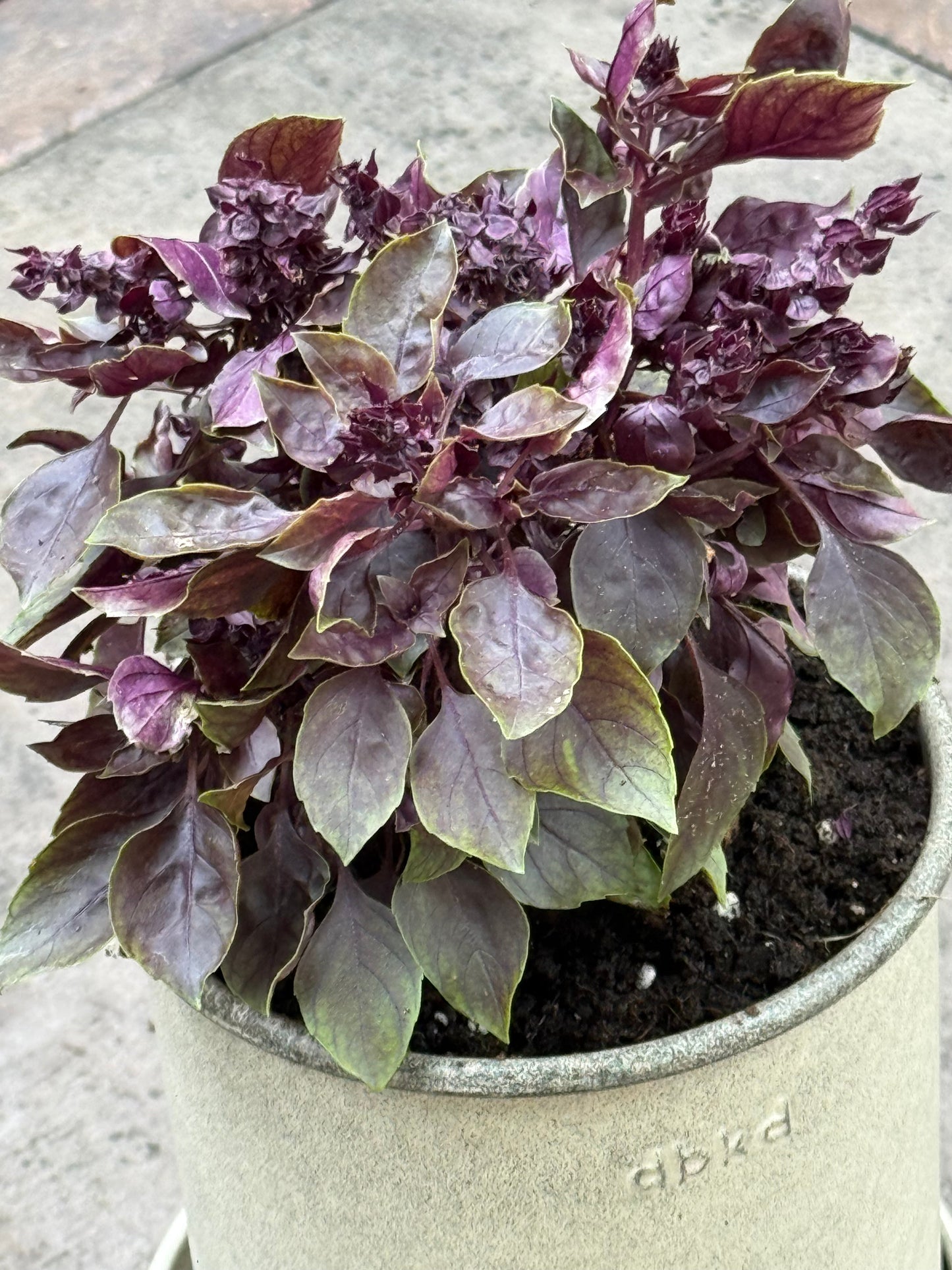 Purple Ball Basil | Ocimum Basilicum | Very aromatic Basil therapyofflowers.com
