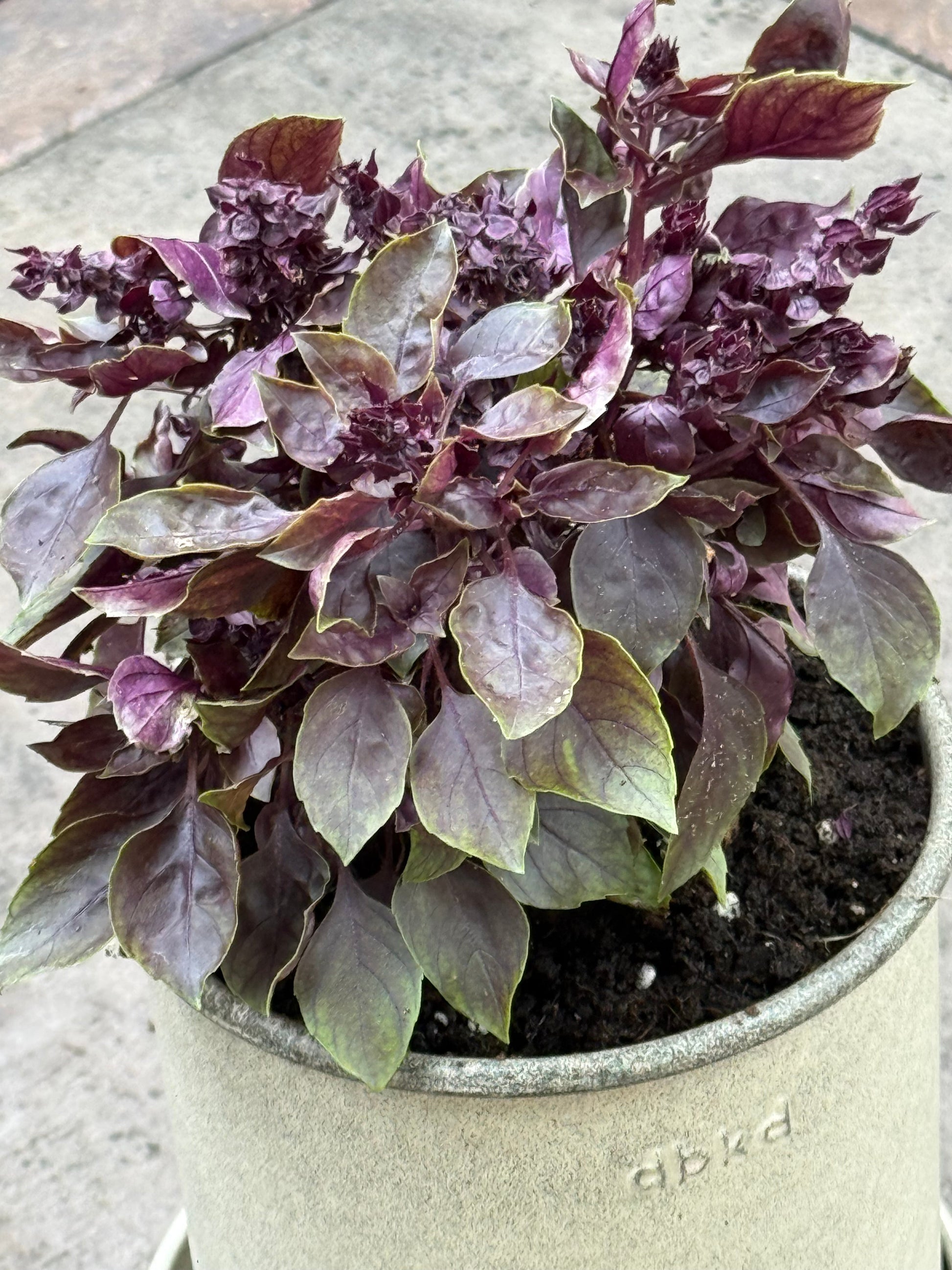Purple Ball Basil | Ocimum Basilicum | Very aromatic Basil therapyofflowers.com