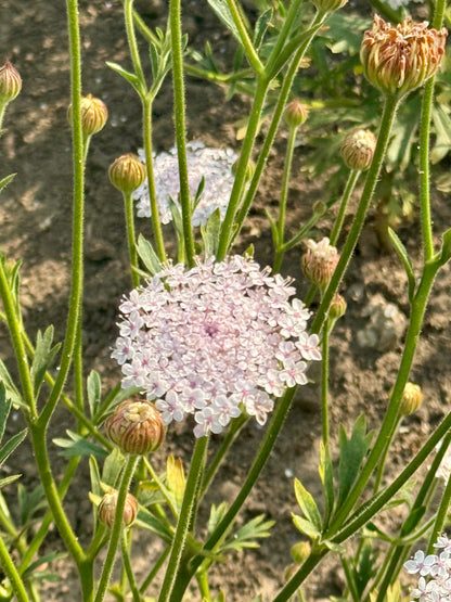 Trachymène Lace Pink | Trachymene coerulea