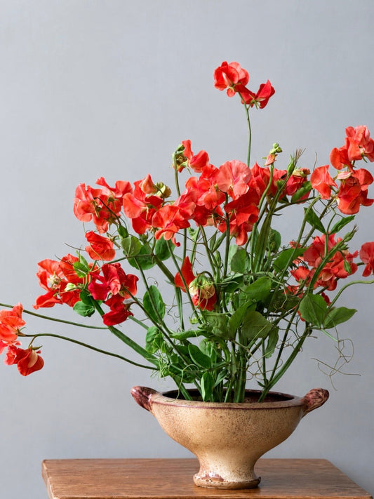 Lathyrus odoratus Spring Sunshine Orange | Sweet Pea therapyofflowers.com