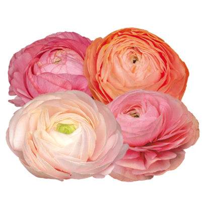 Ranunculus Elegance® PASTELLO 2