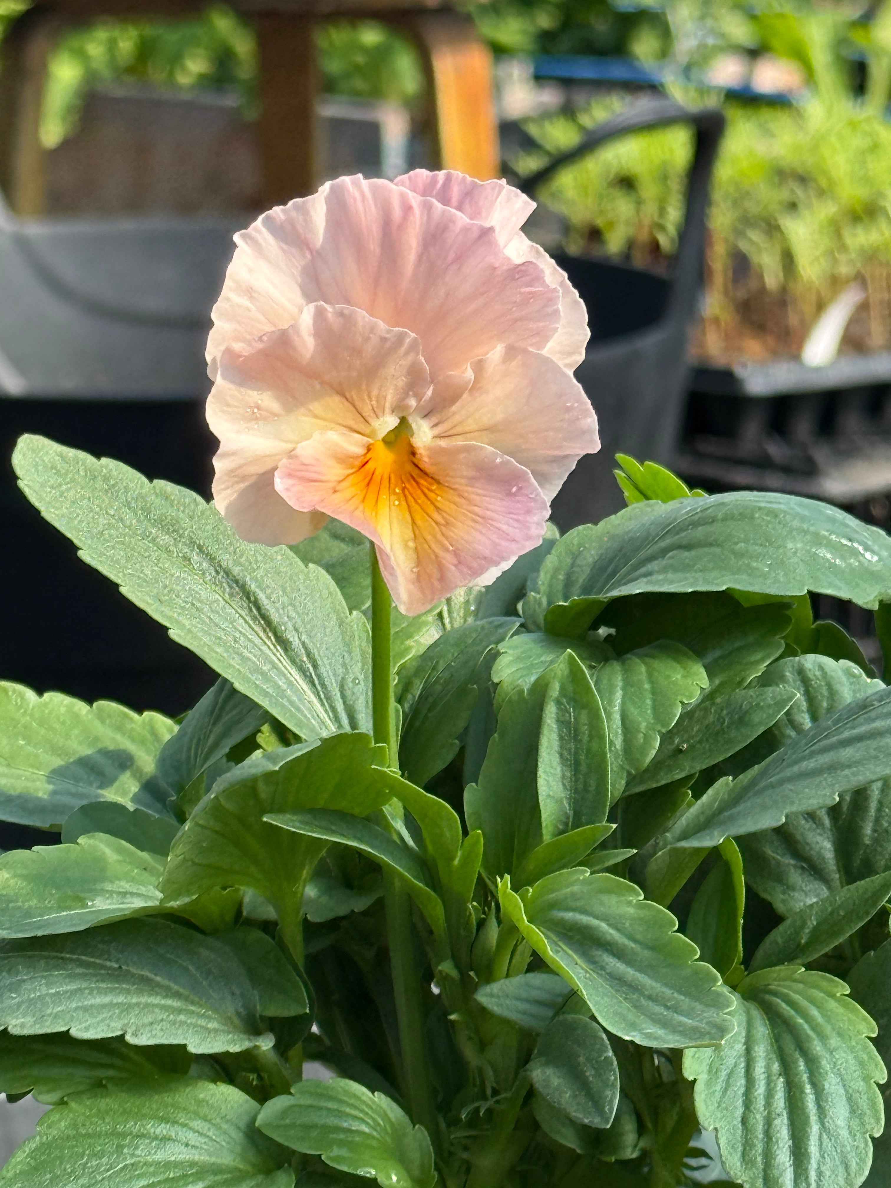 Viola x wittrockiana Inspire® Peach Shades F1 | Pansy Seeds for