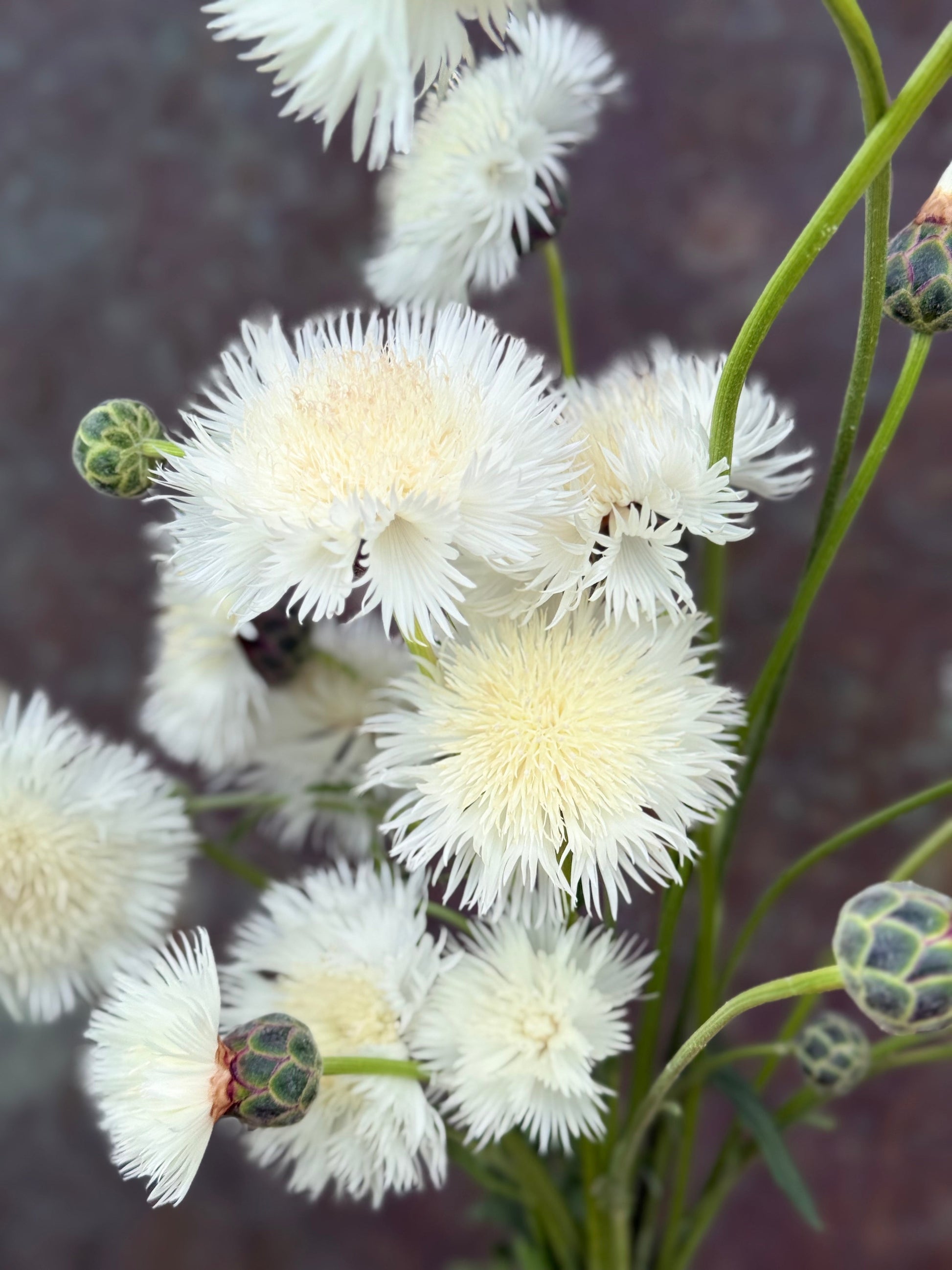 Amberboa moschata The Bride | Sweet Sultan therapyofflowers.com