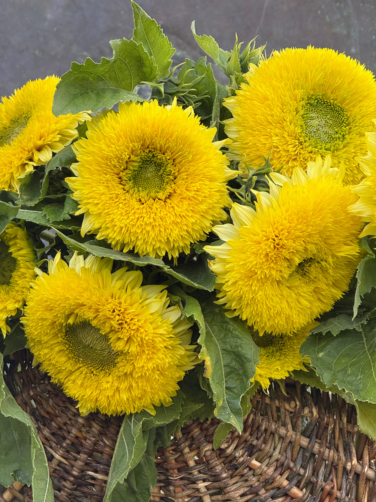 Sunflower Gummy Bear | Helianthus annuus | Short-stemmed cut flower | H 45-70 cm therapyofflowers.com
