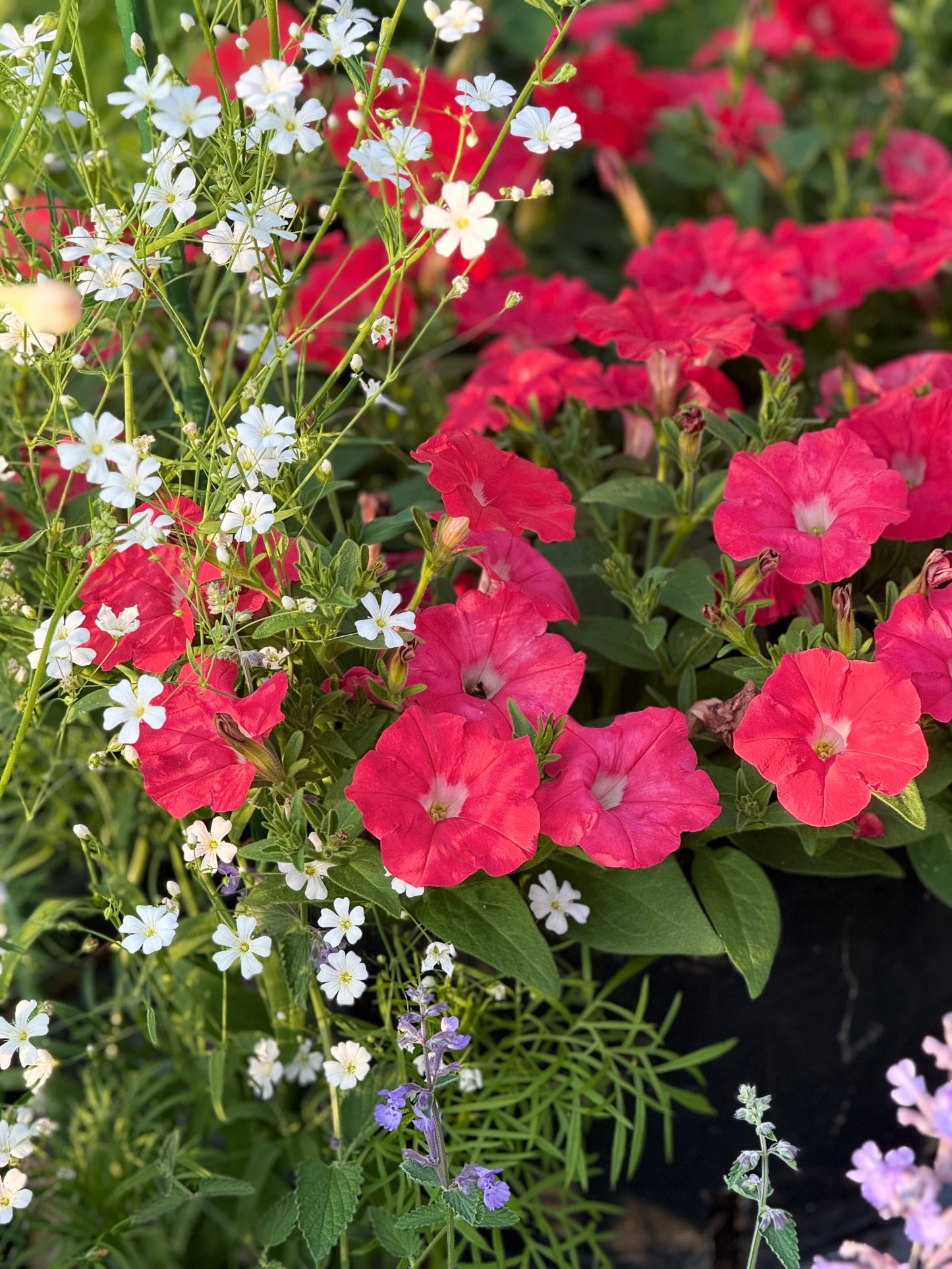 Petunia x Hybrida Pendolino Sensation Salmon-Orange F1 | Italian Petunia | Pelleted therapyofflowers.com