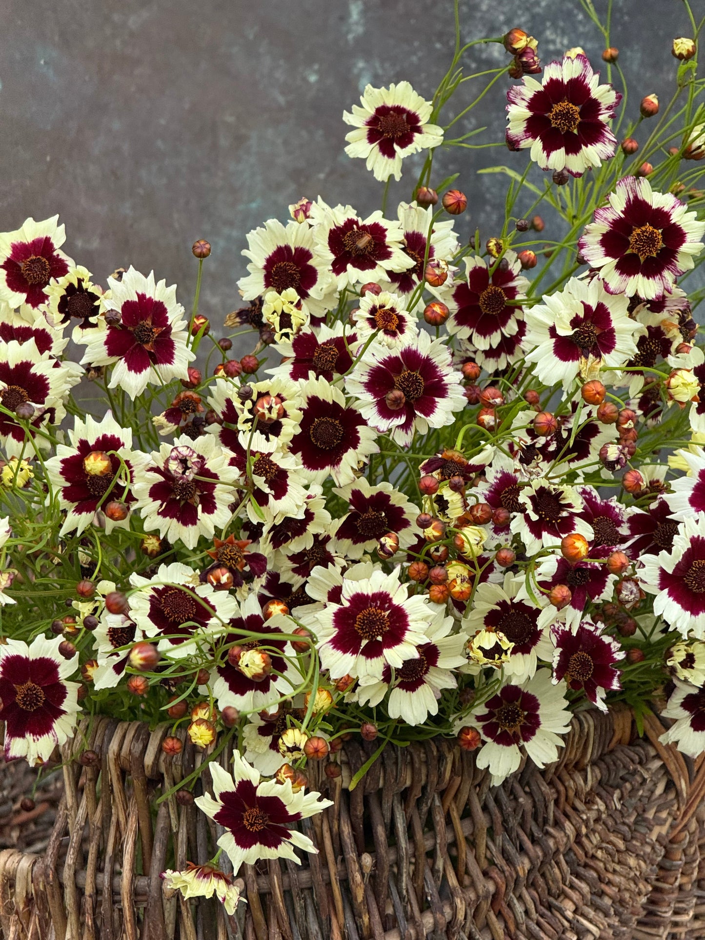 Coreopsis x hybrida Incredible! Swirl | Tickseed therapyofflowers.com