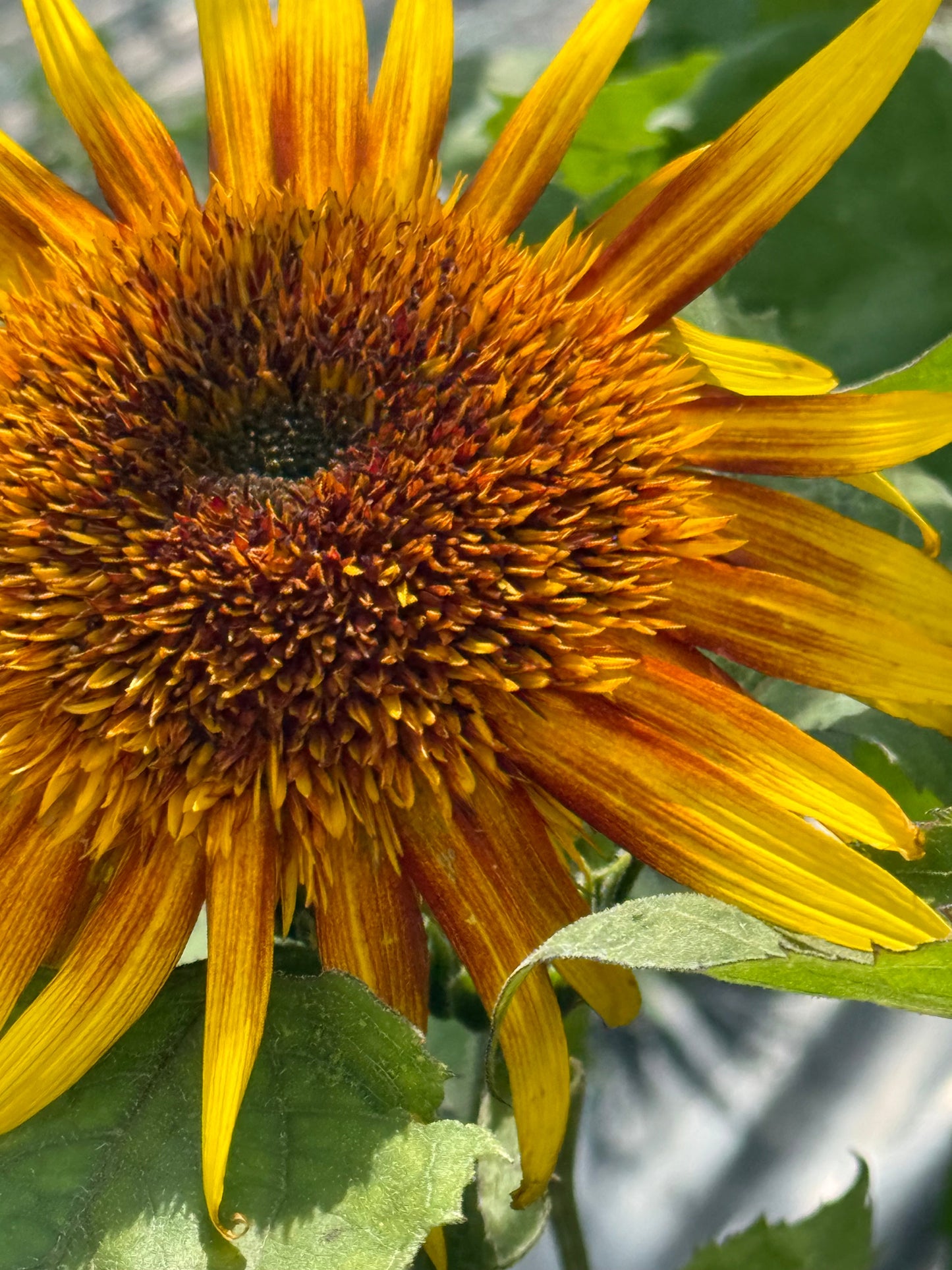 Sunflower Astra Yellow Brown F1 | Helianthus annuus | Multiple blooms on a single stem therapyofflowers.com