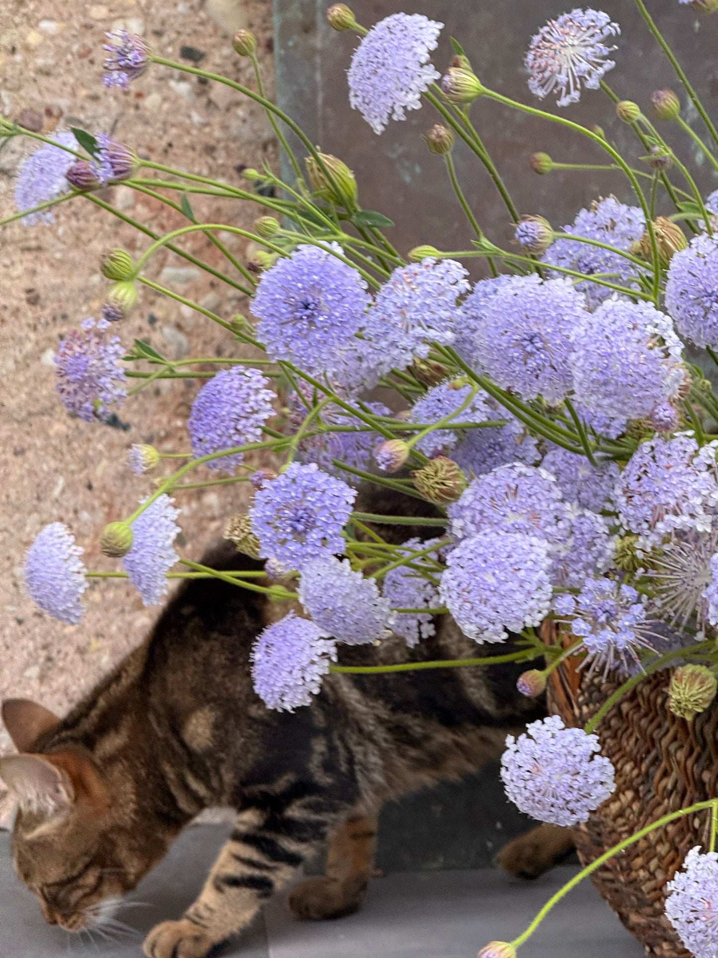 Trachymene coerulea Lavender Blue | Lace Flower | Didiscus therapyofflowers.com