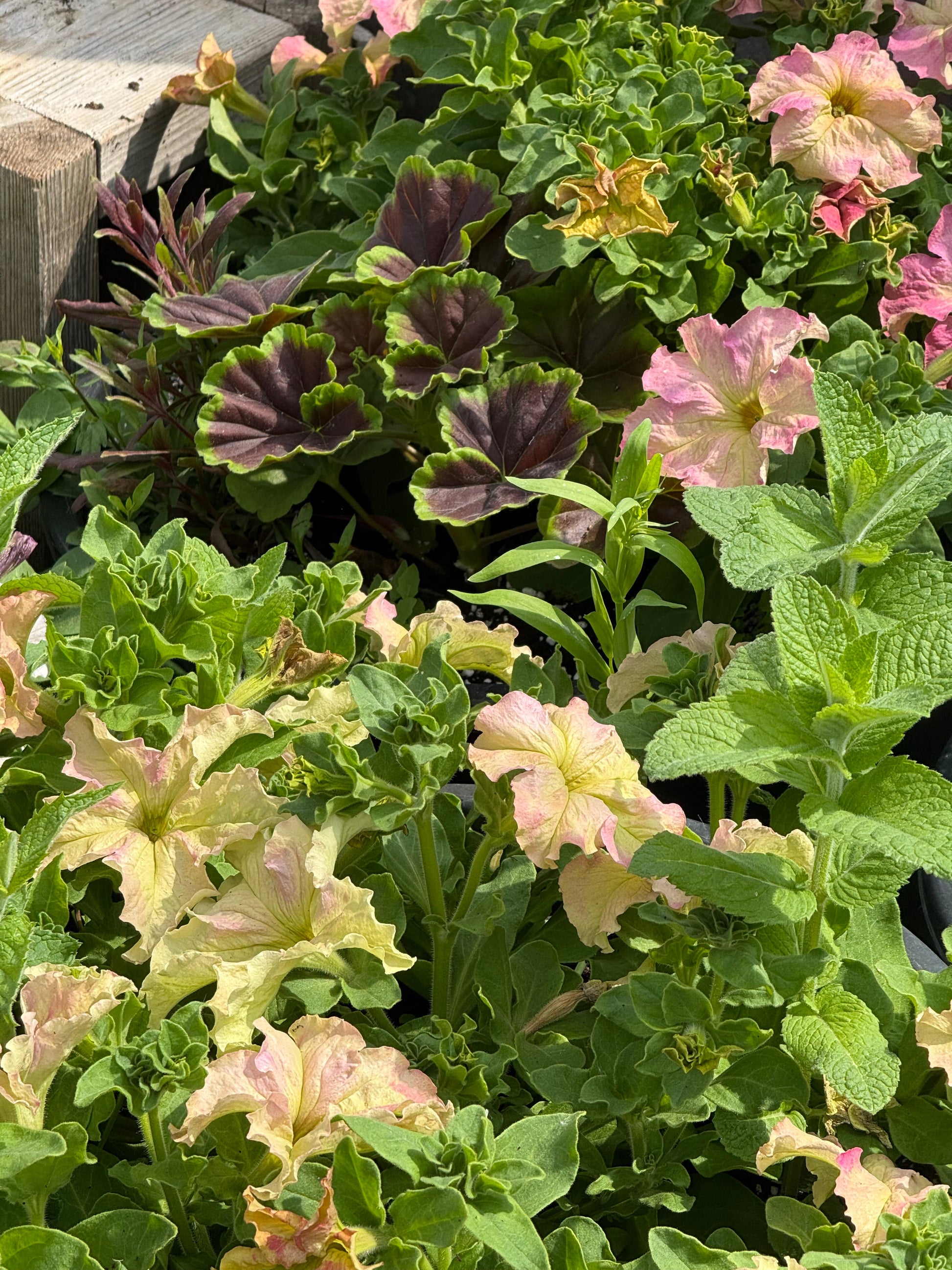 Petunia x hybrida Sophistica® Antique Shades F1 | Pelleted therapyofflowers.com
