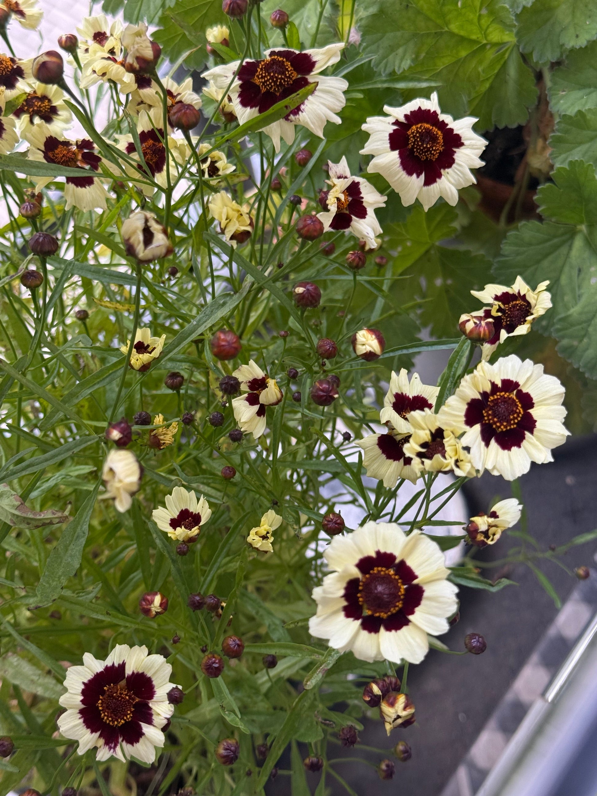 Coreopsis tinctoria Corusco Cream-Red | Plains Coreopsis therapyofflowers.com