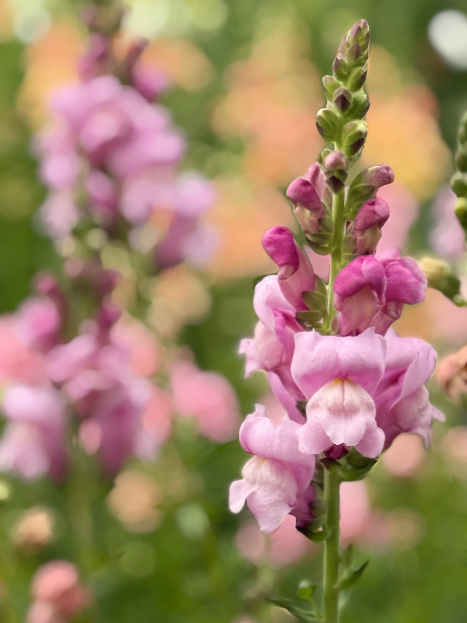 Snapdragon Maryland Lavender F1 | Group 1,2 | Antirrhinum majus therapyofflowers.com
