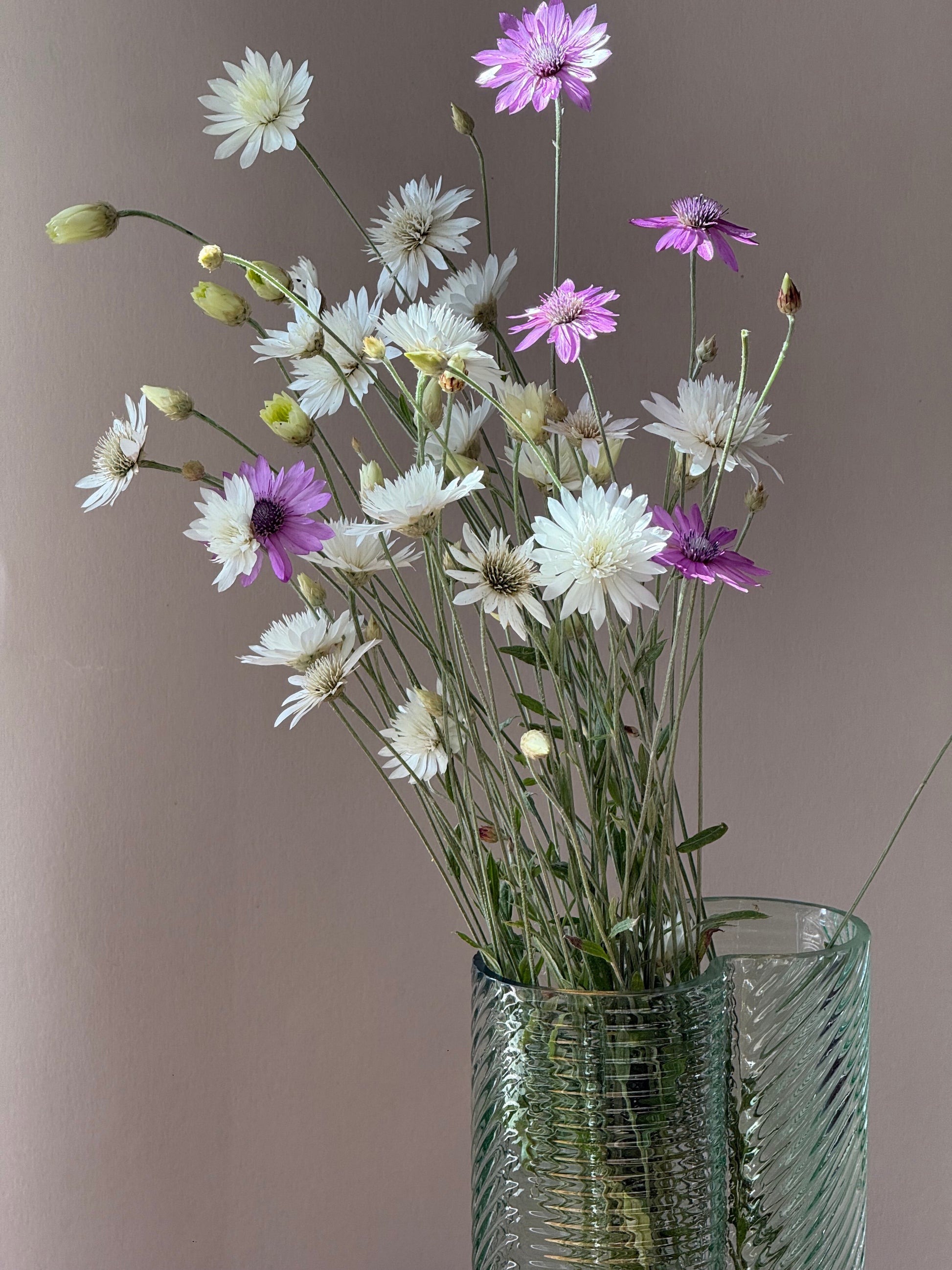 Xeranthemum annuum double Choice Mix | Everlasting Strawflower therapyofflowers.com