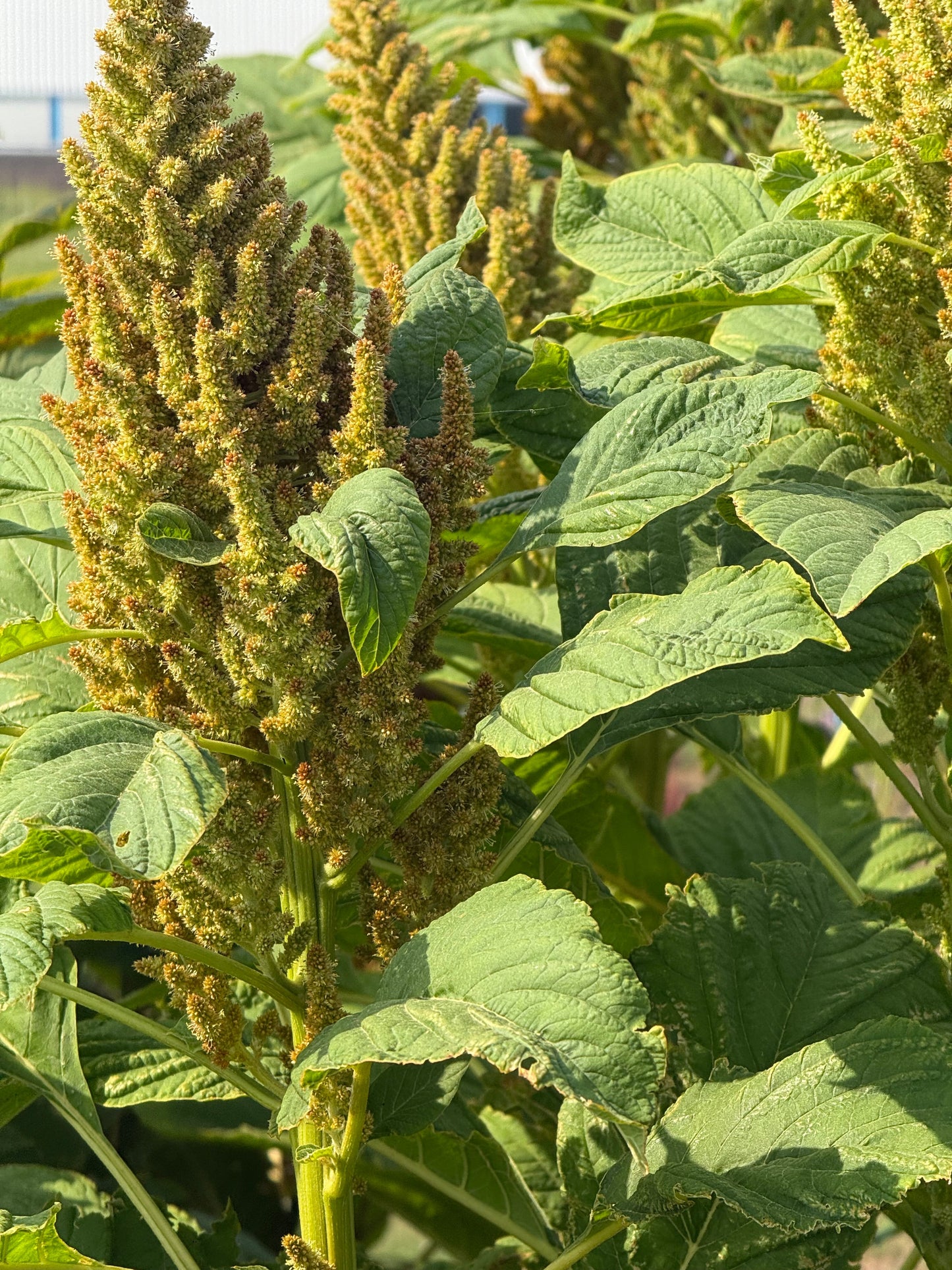 Amaranthus cruentus Autumn's touch therapyofflowers.com