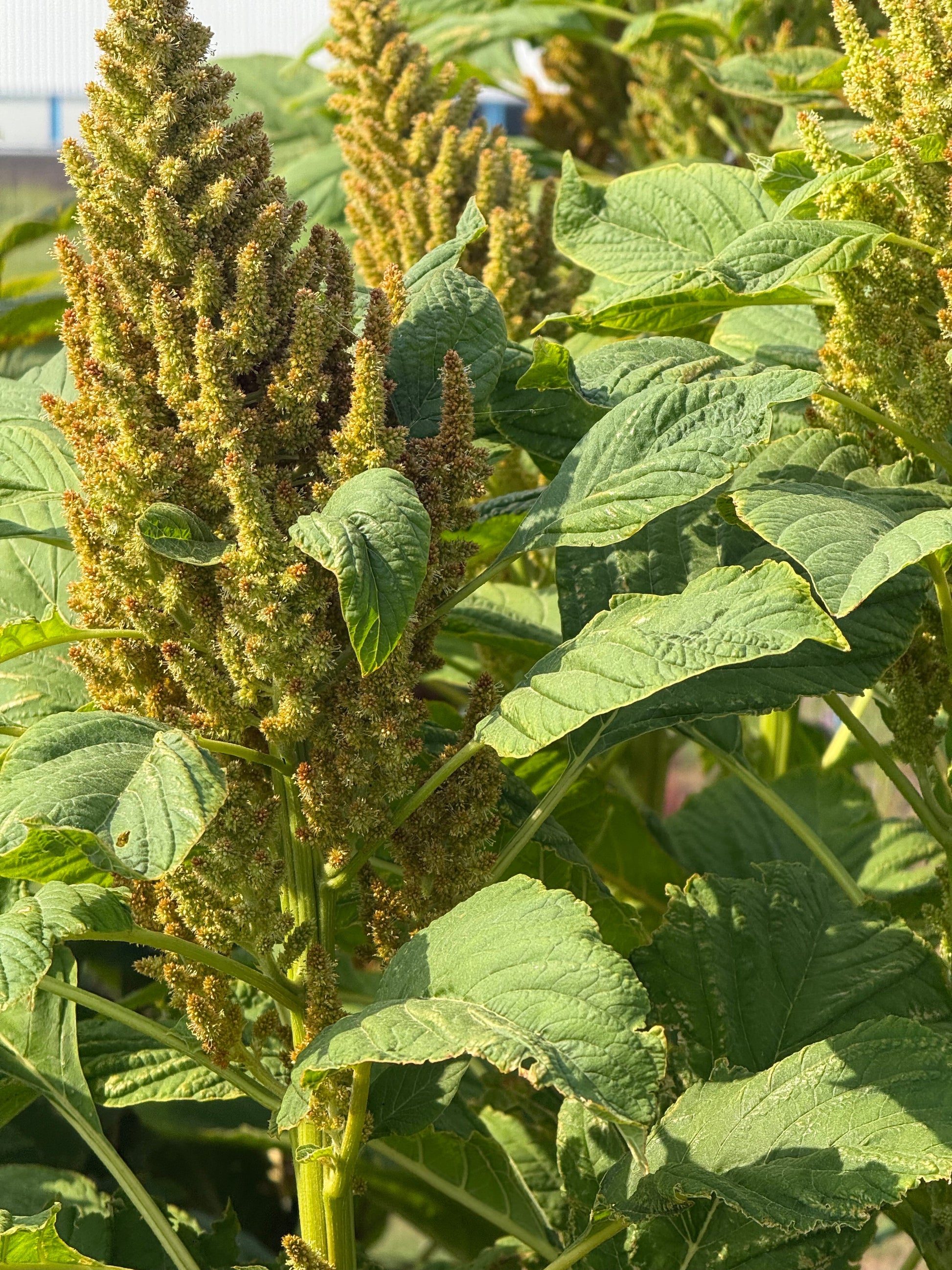 Amaranthus cruentus Autumn's touch therapyofflowers.com
