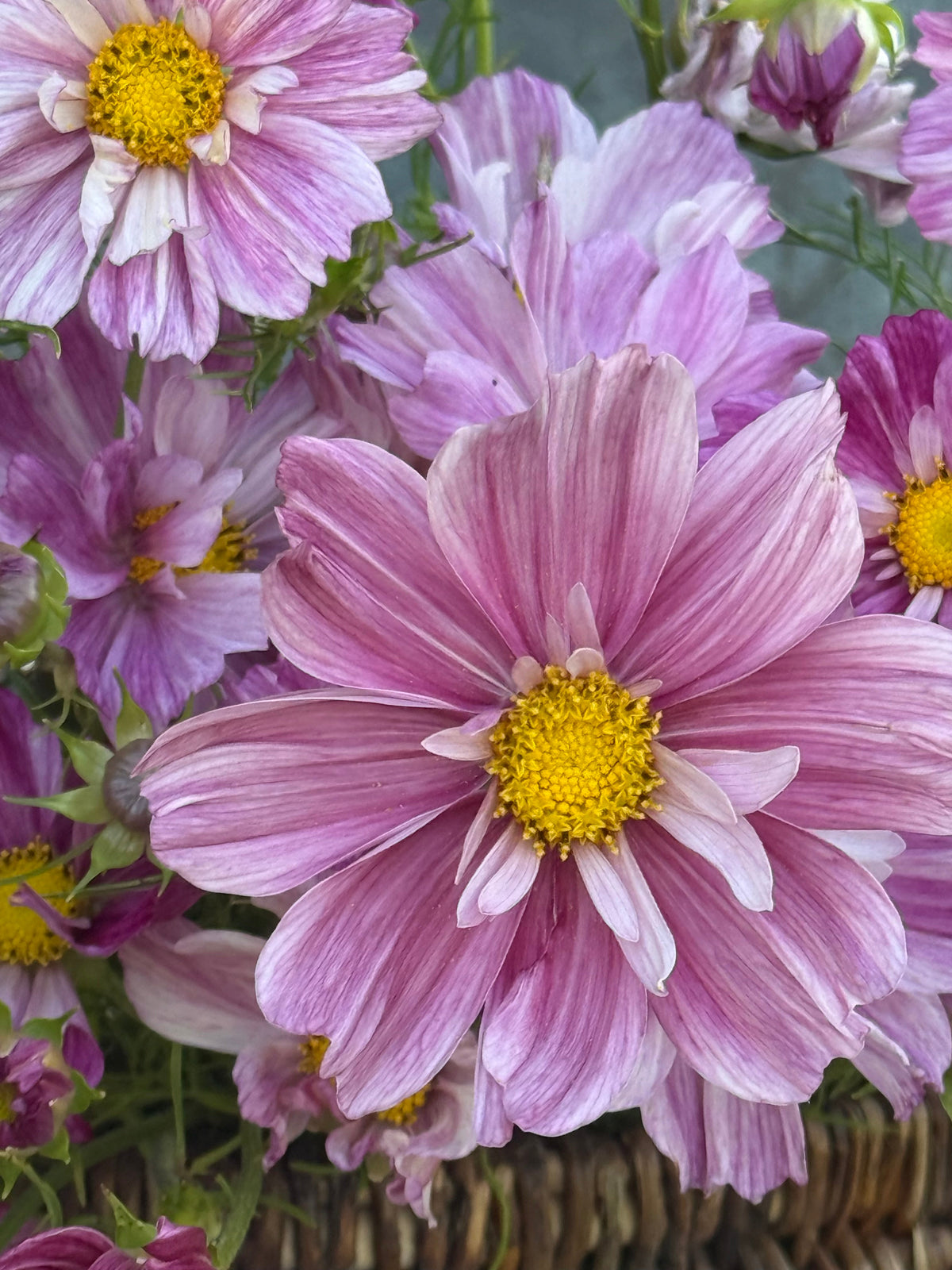 Cosmos bipinnatus Rosetta | For Arranging and Wedding work therapyofflowers.com