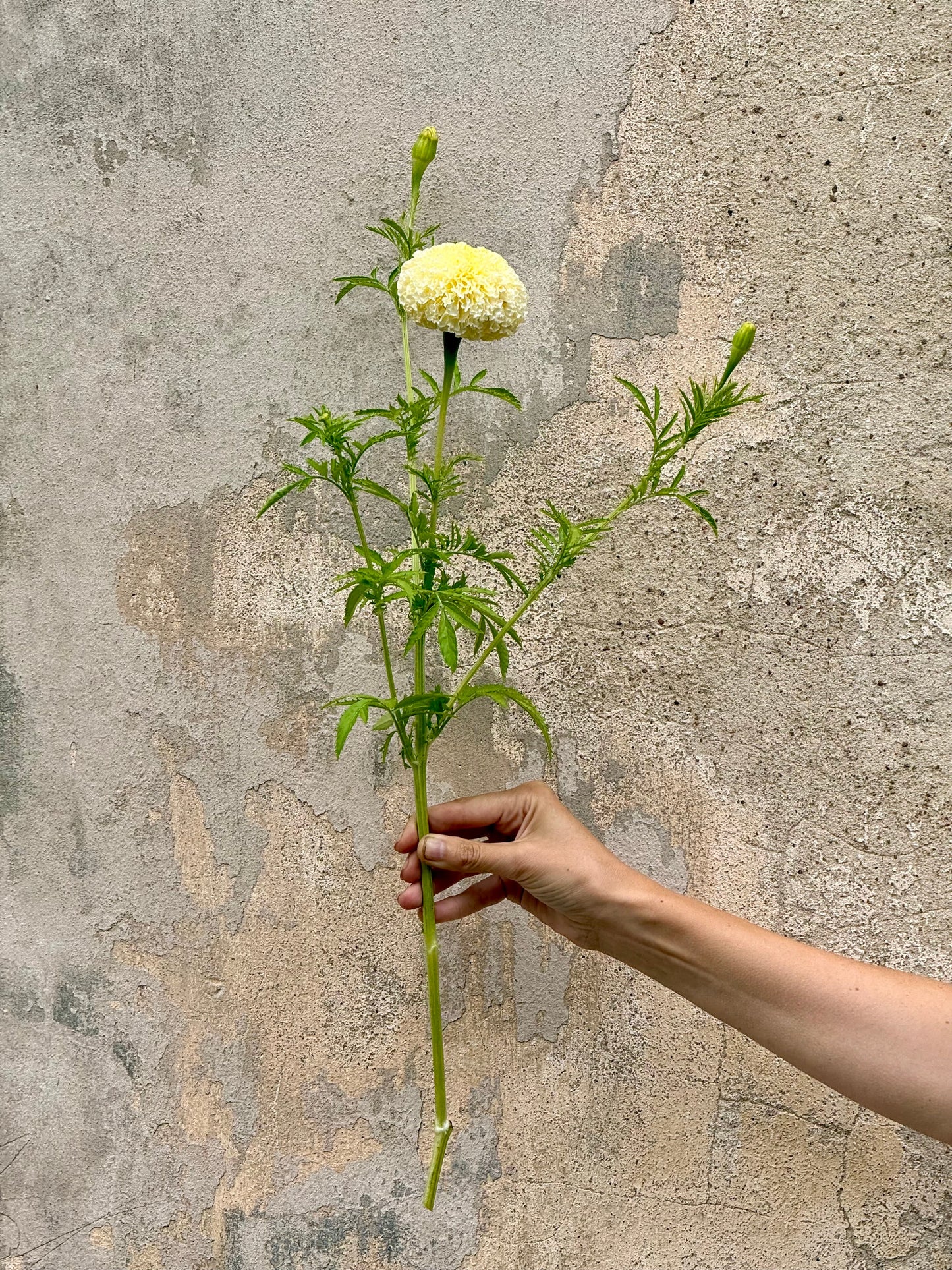 Tagetes erecta Swan White F1 | African Marigold | 60-65cm | White Cut Flower Variety therapyofflowers.com