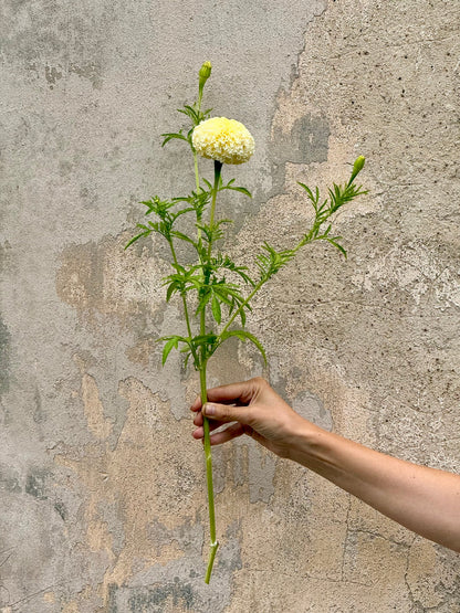 Tagetes erecta Swan White F1 | African Marigold | 60-65cm | White Cut Flower Variety therapyofflowers.com