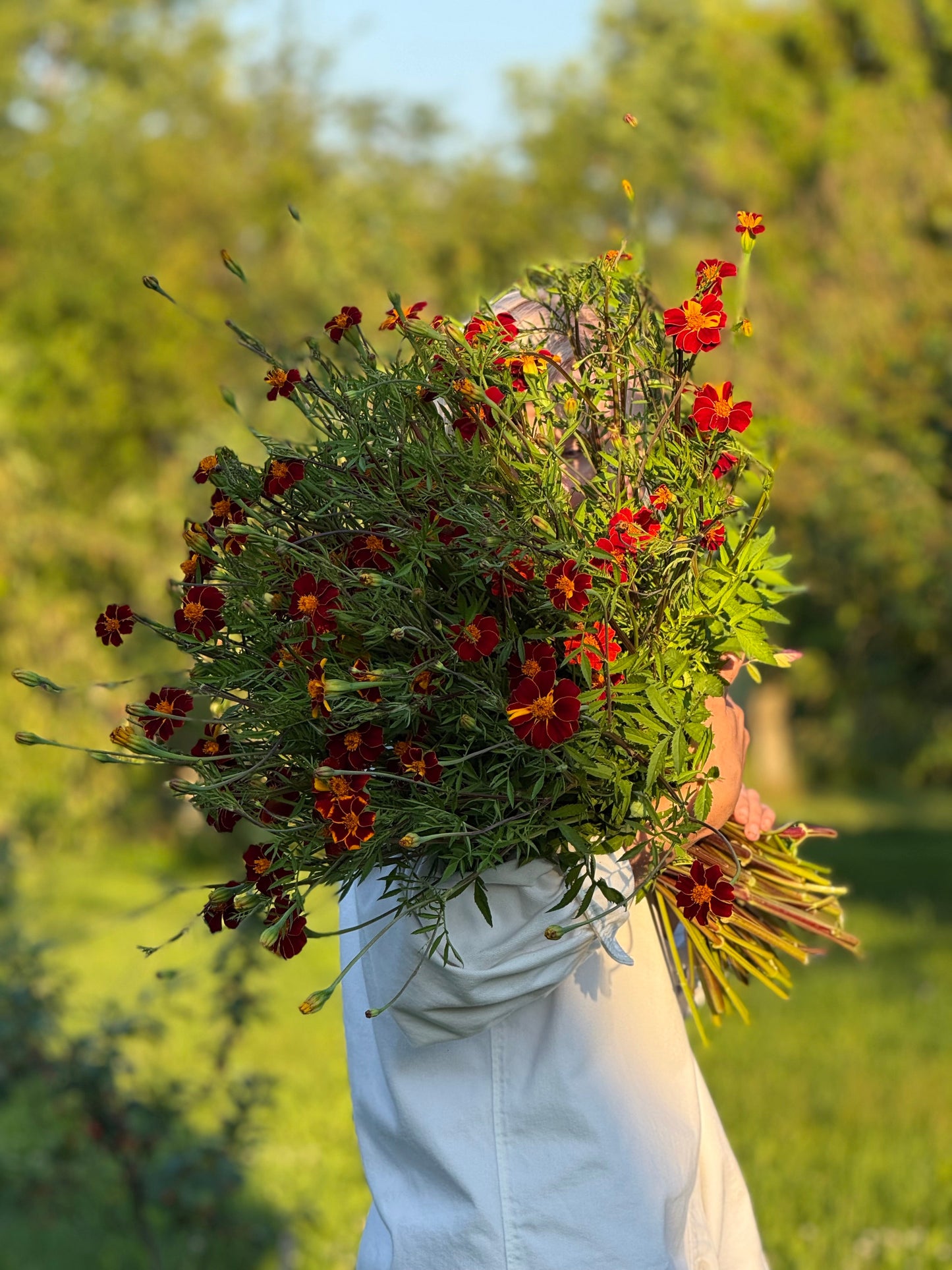 Tagetes patula Linnaeus Burning Embers | French Marigold | Height - 70 cm therapyofflowers.com