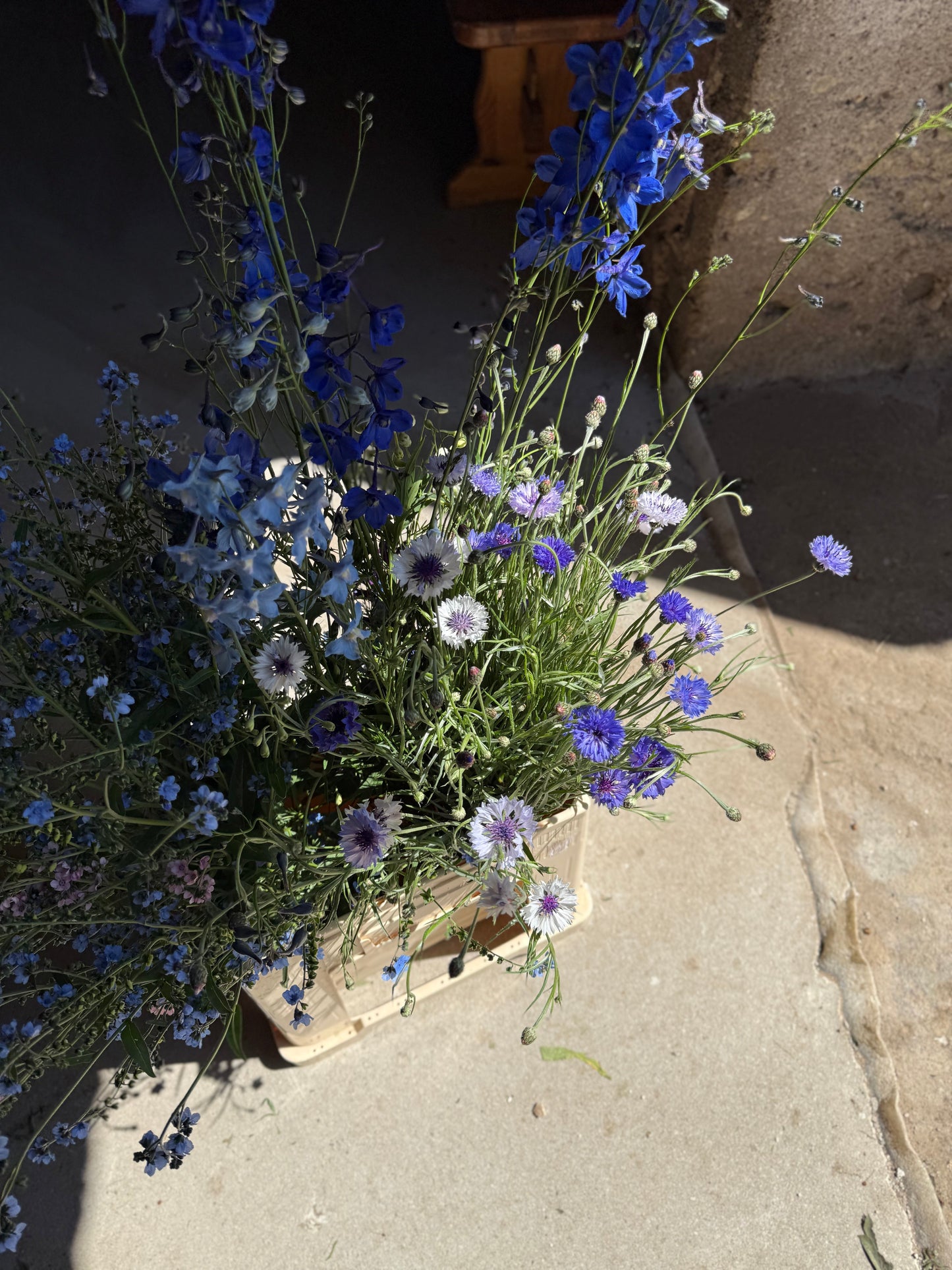Centaurea cyanus Classic Fantastic | Cornflower therapyofflowers.com